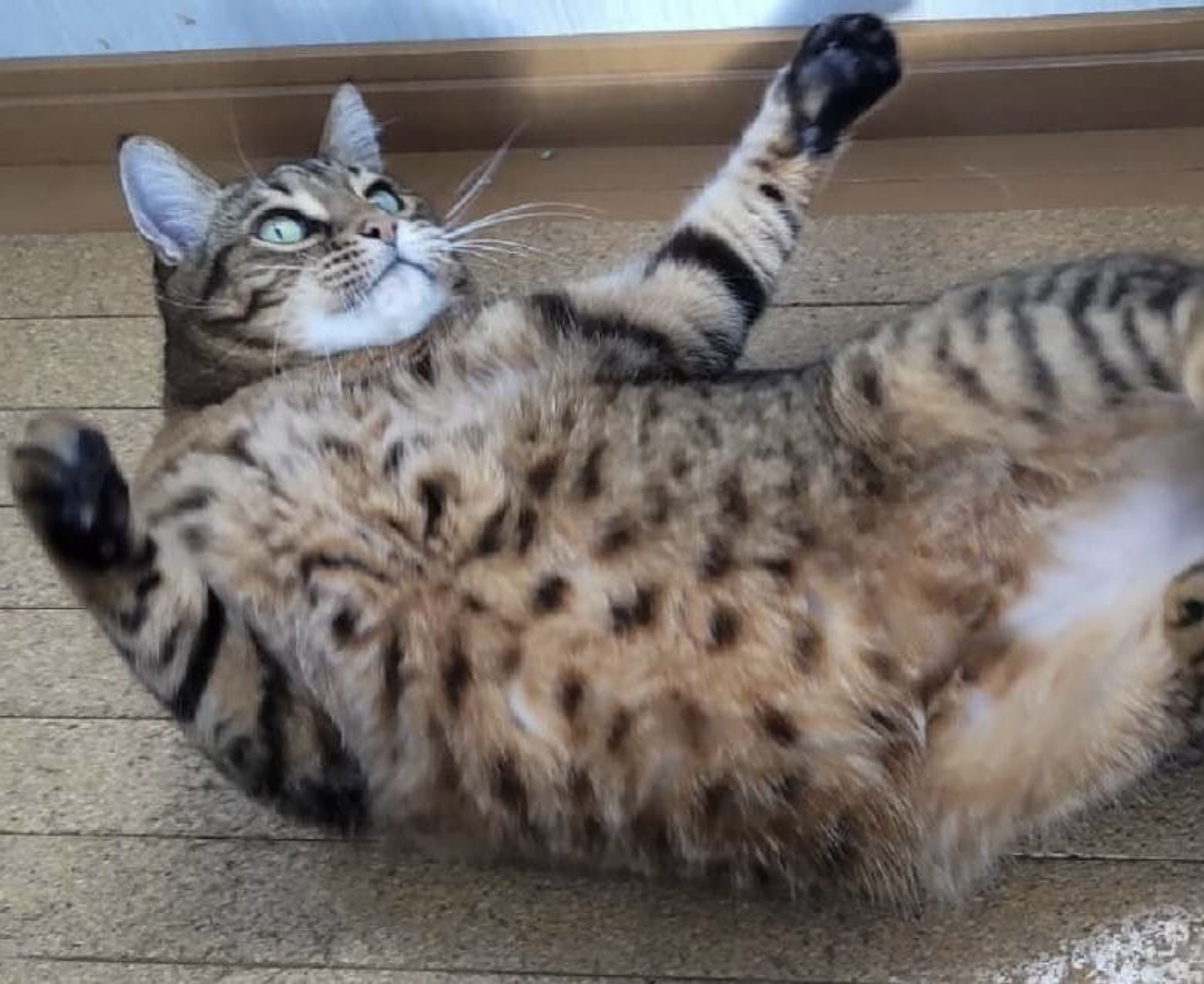 pet-image-3