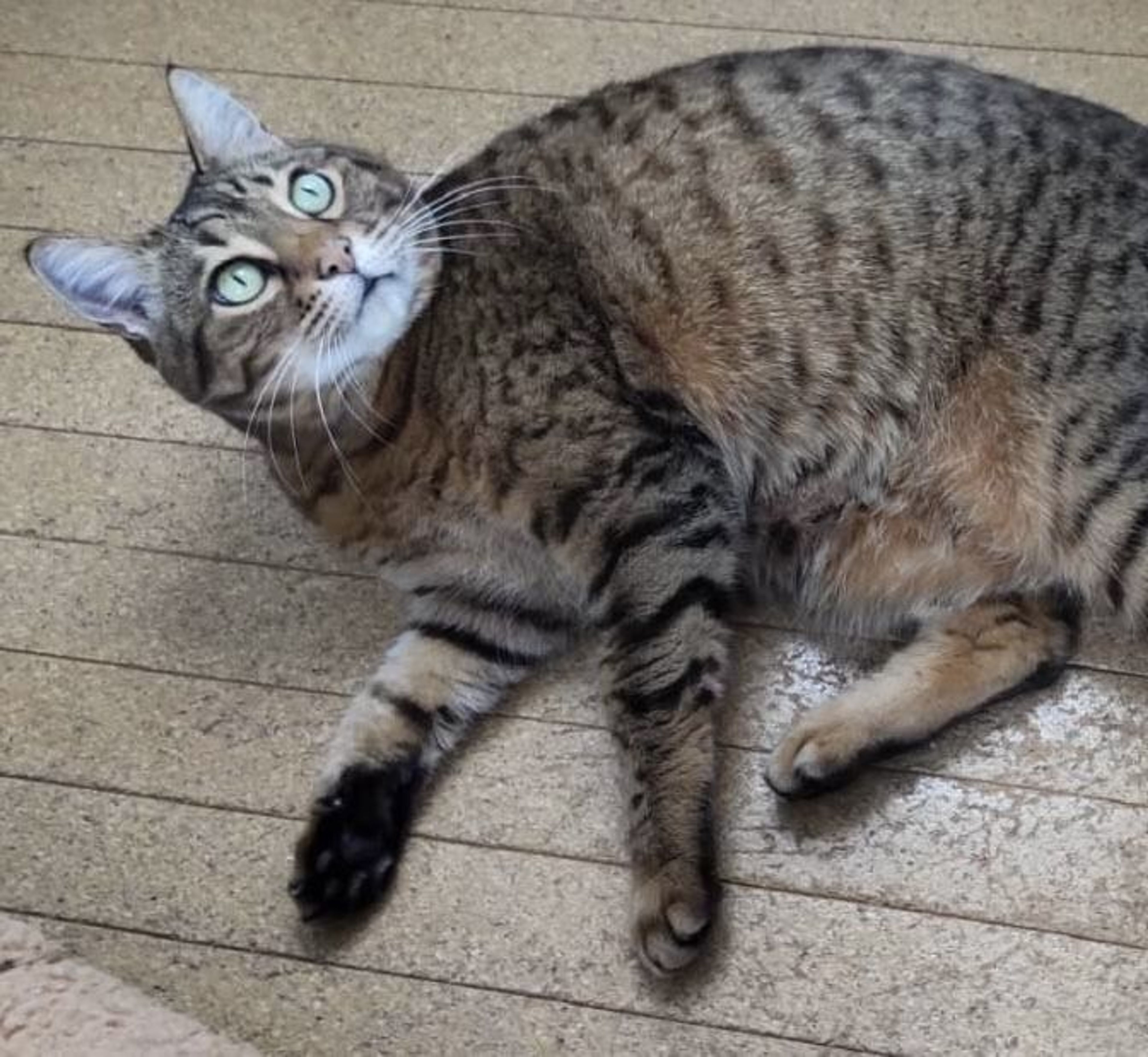 pet-image-4