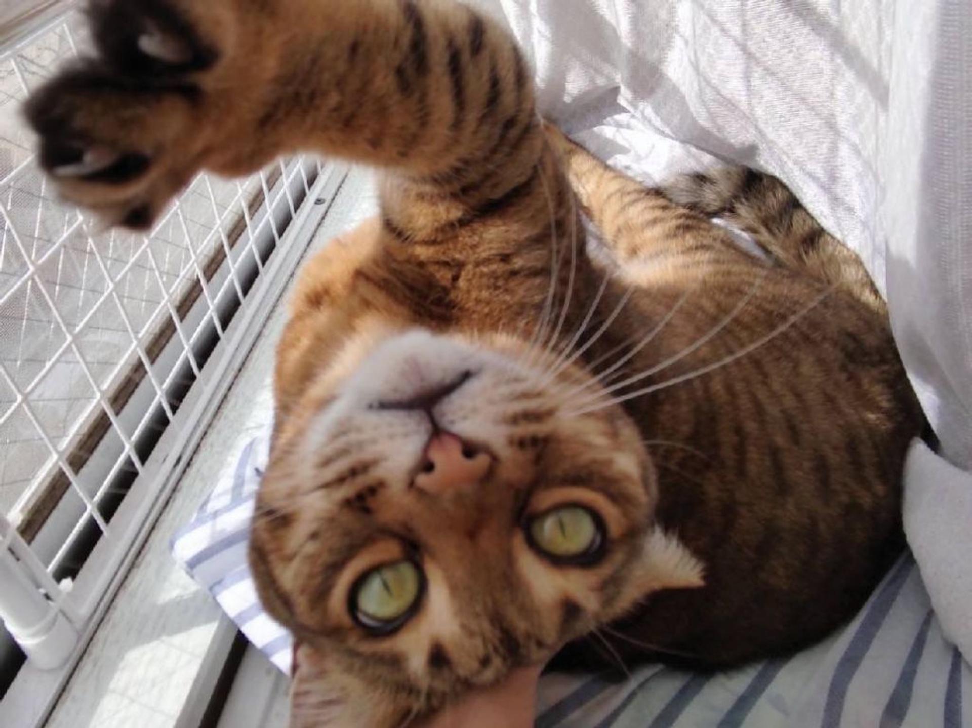 pet-image-5