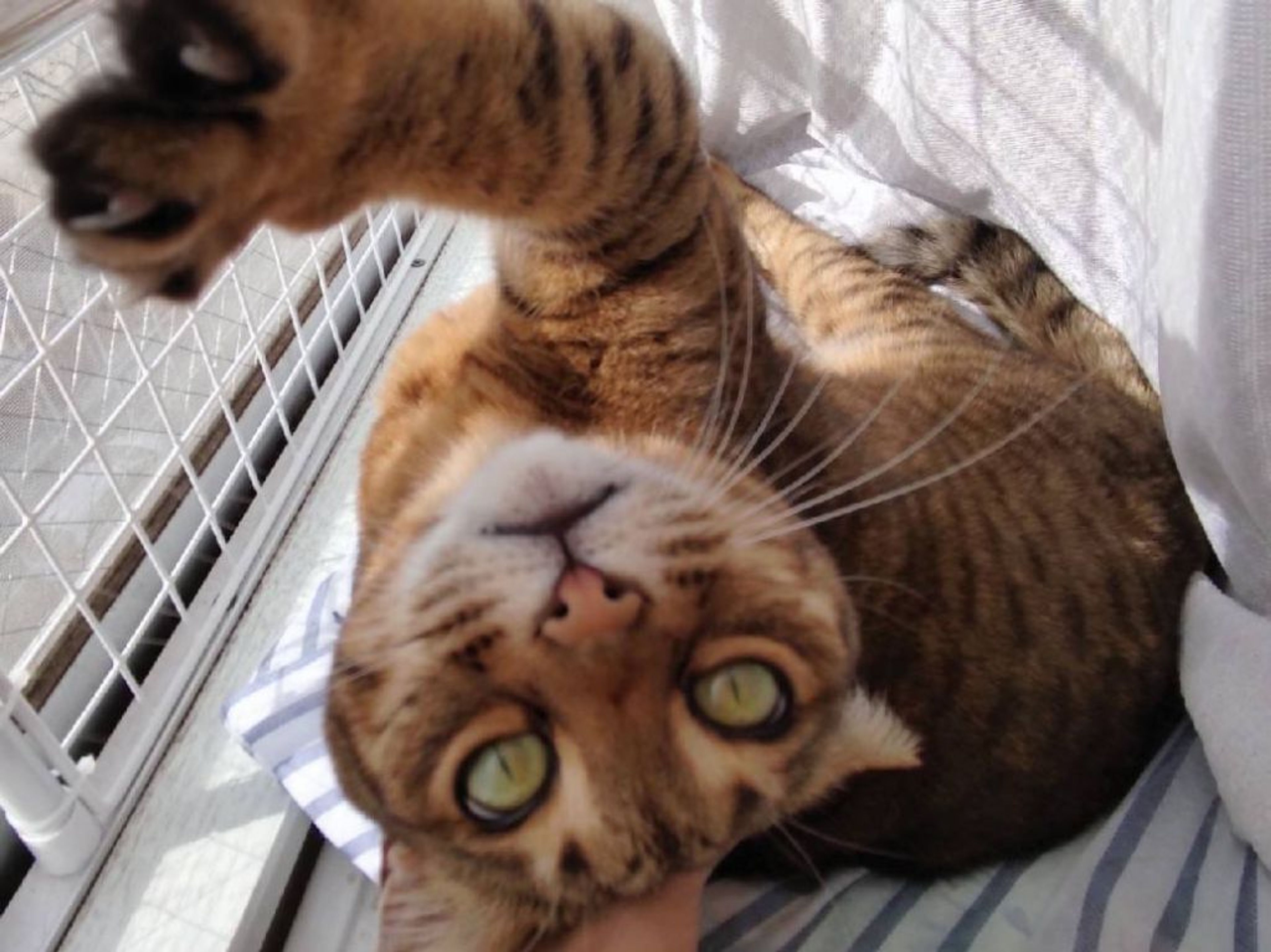 pet-image-5