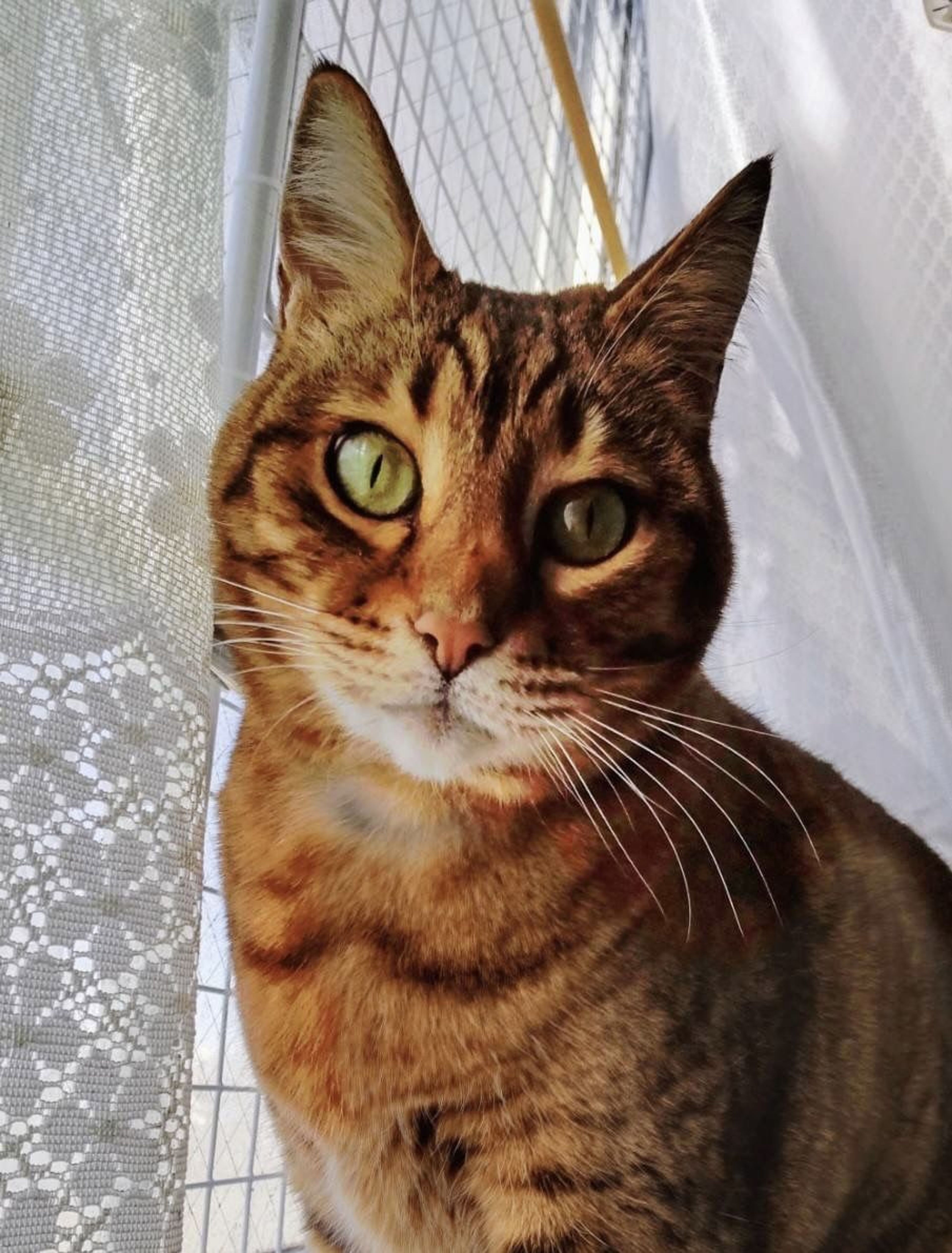 pet-image-7