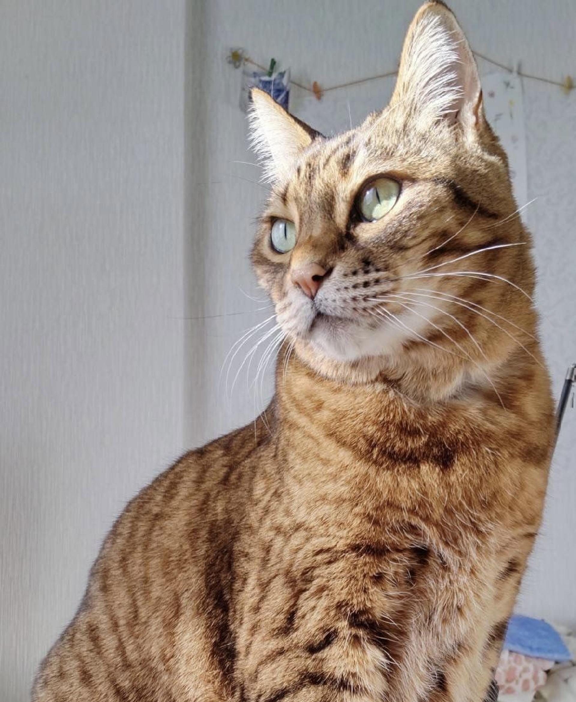 pet-image-8