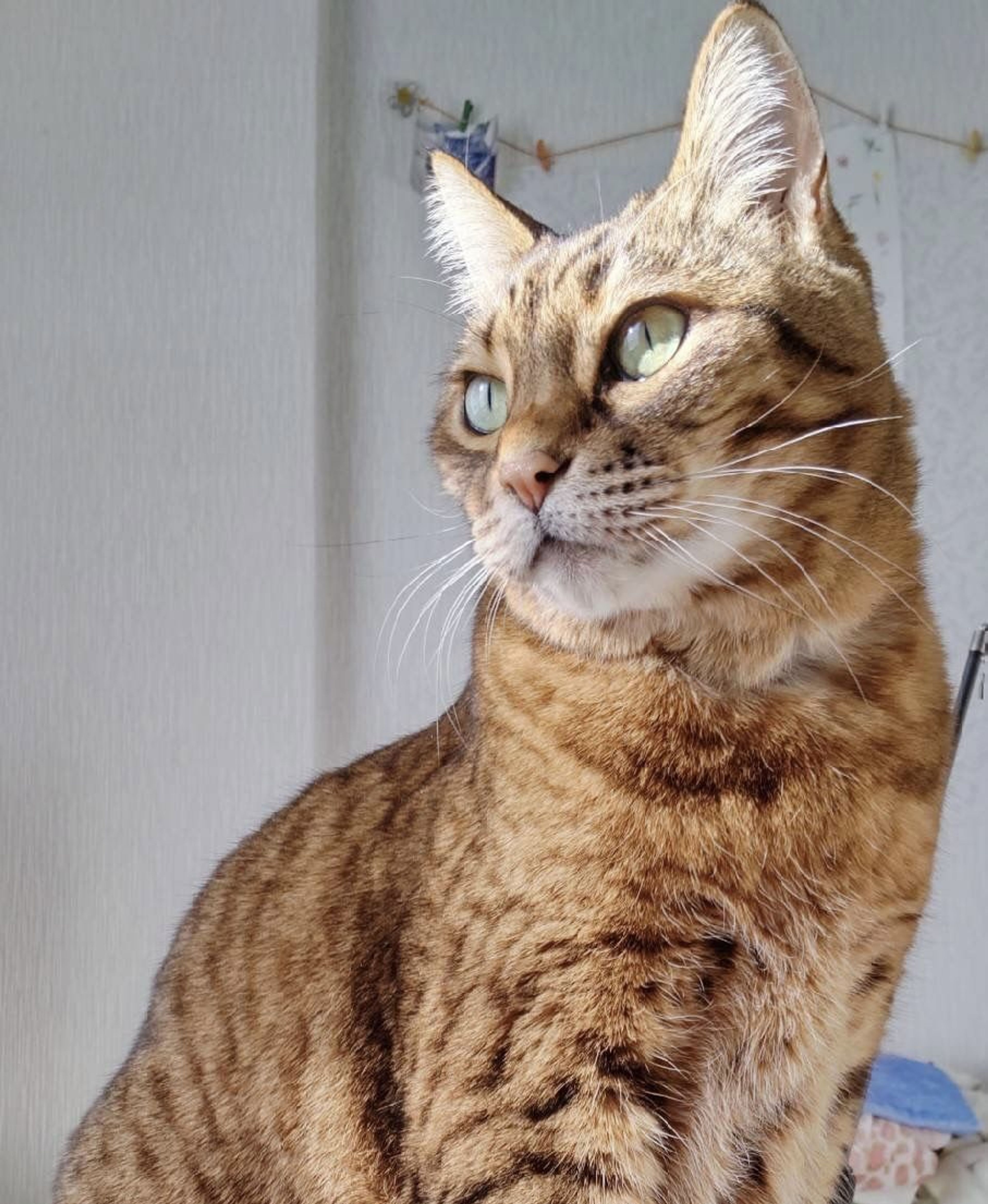pet-image-8