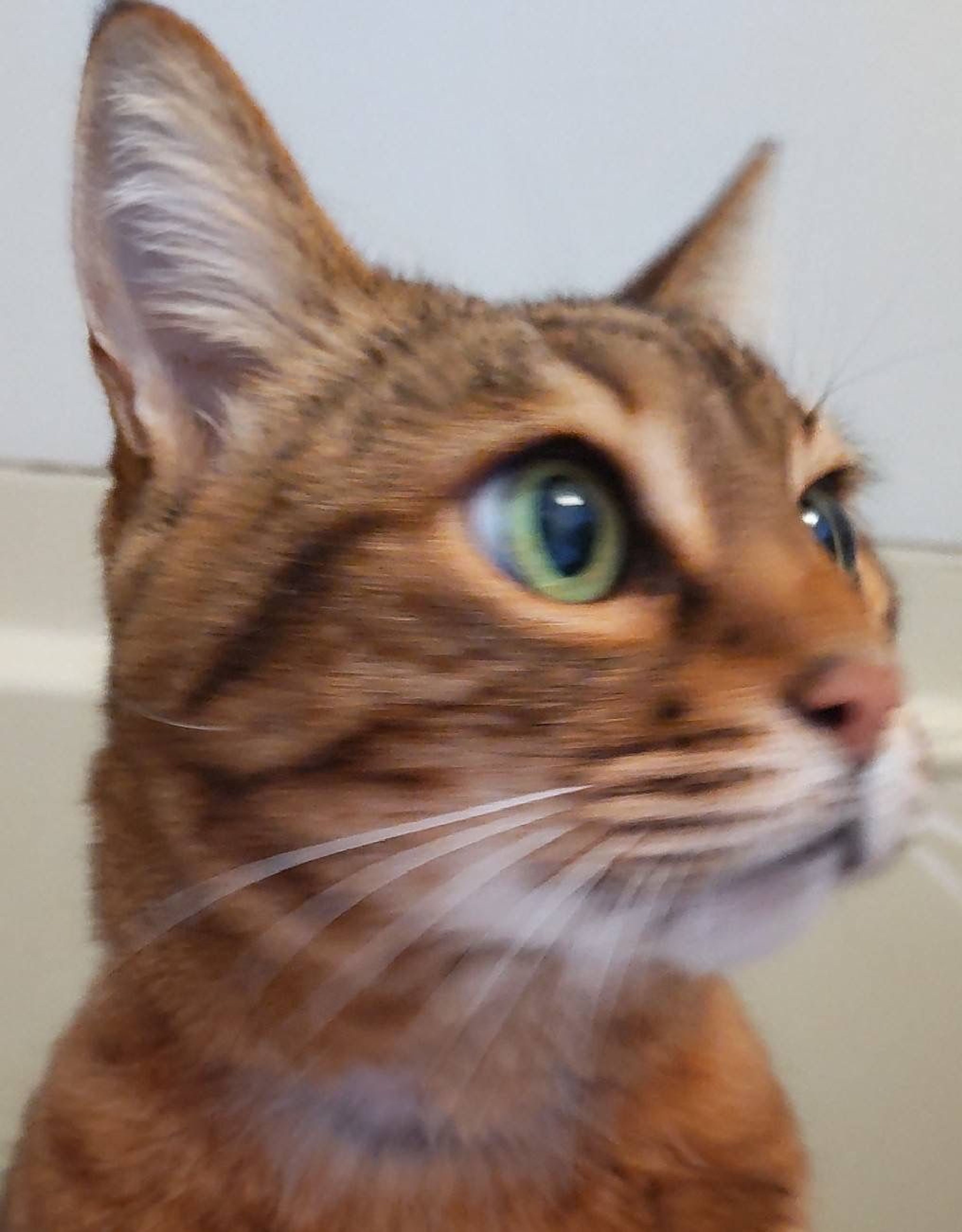 pet-image-9
