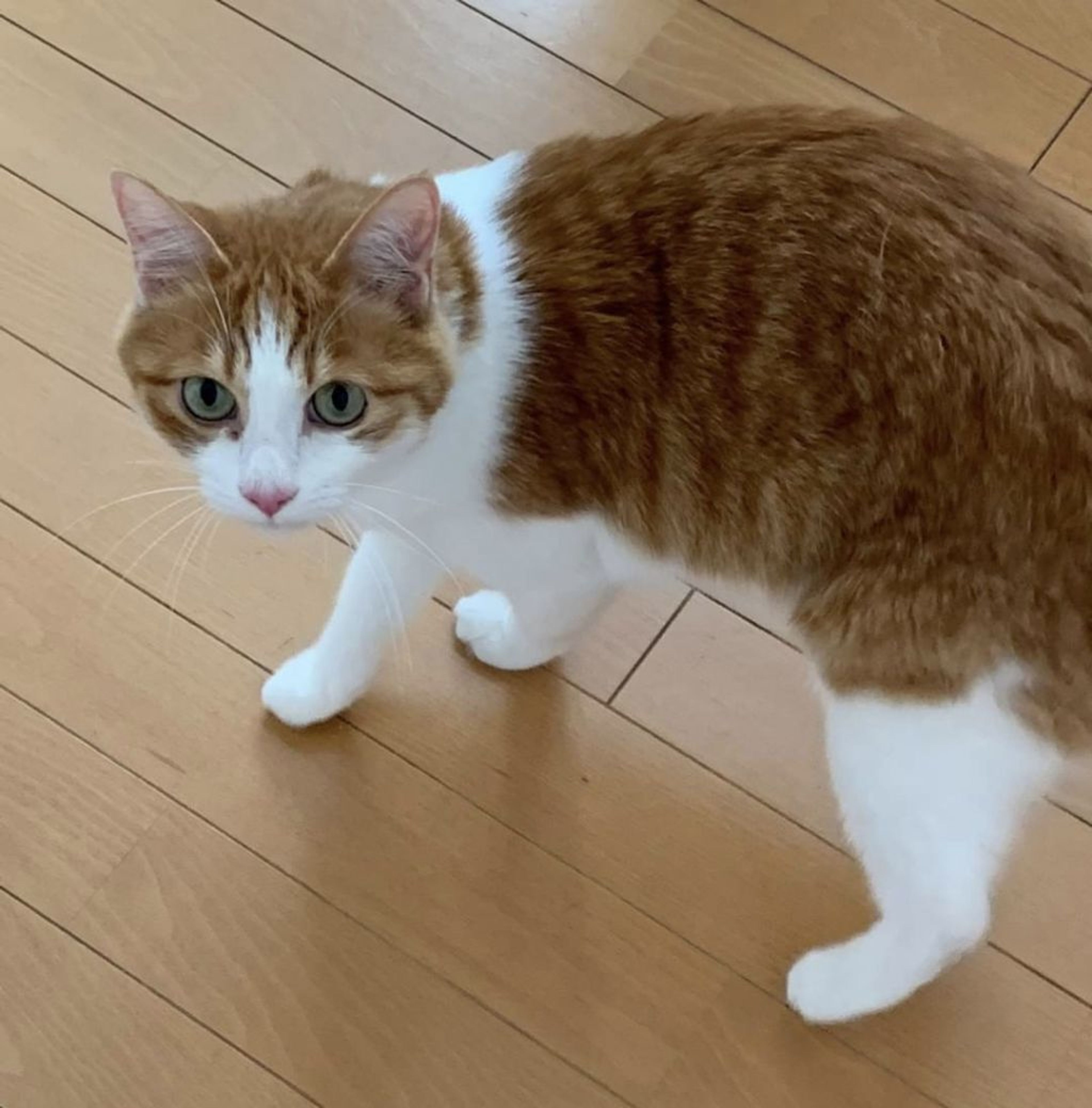 pet-image-2