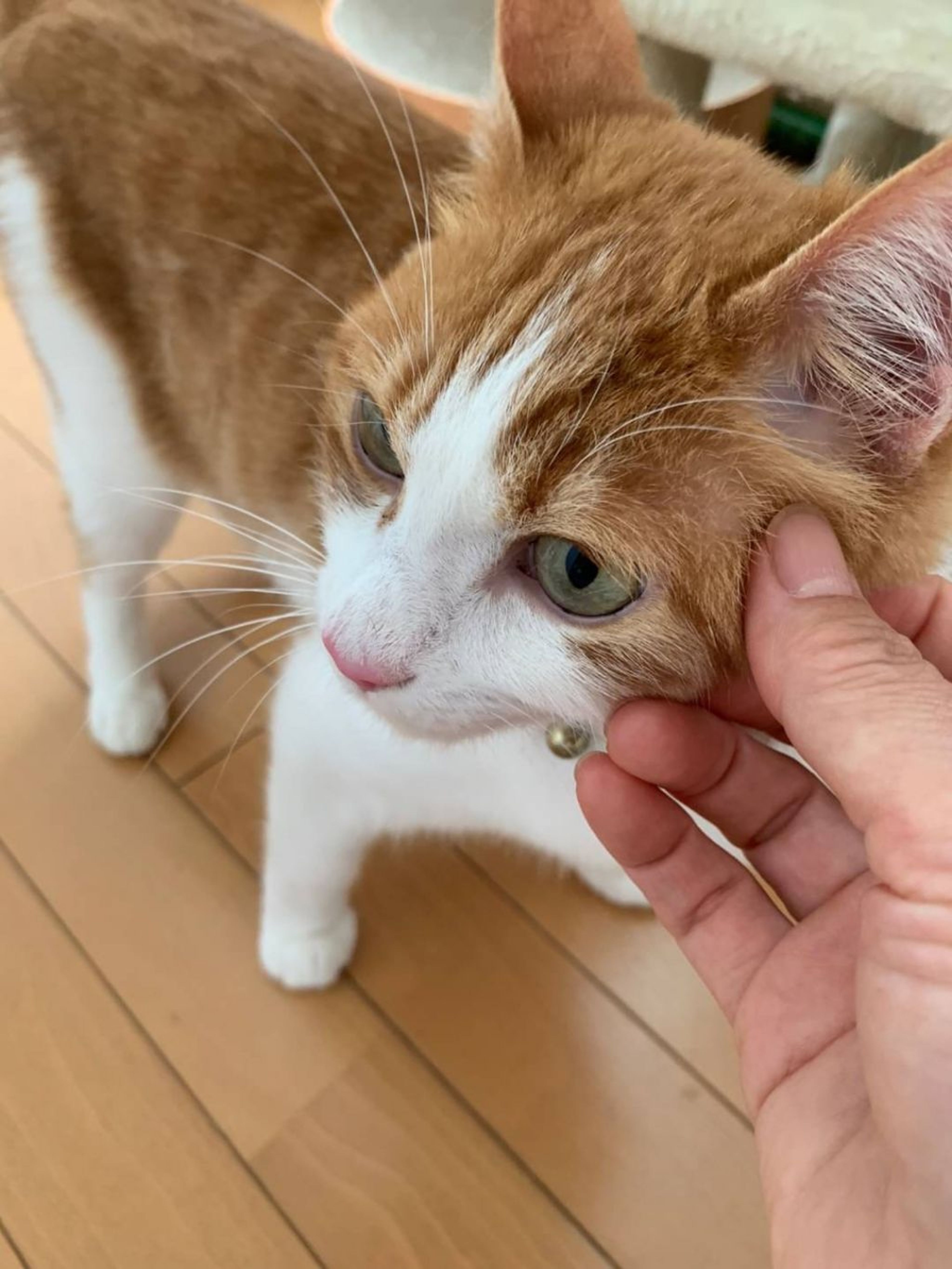 pet-image-3