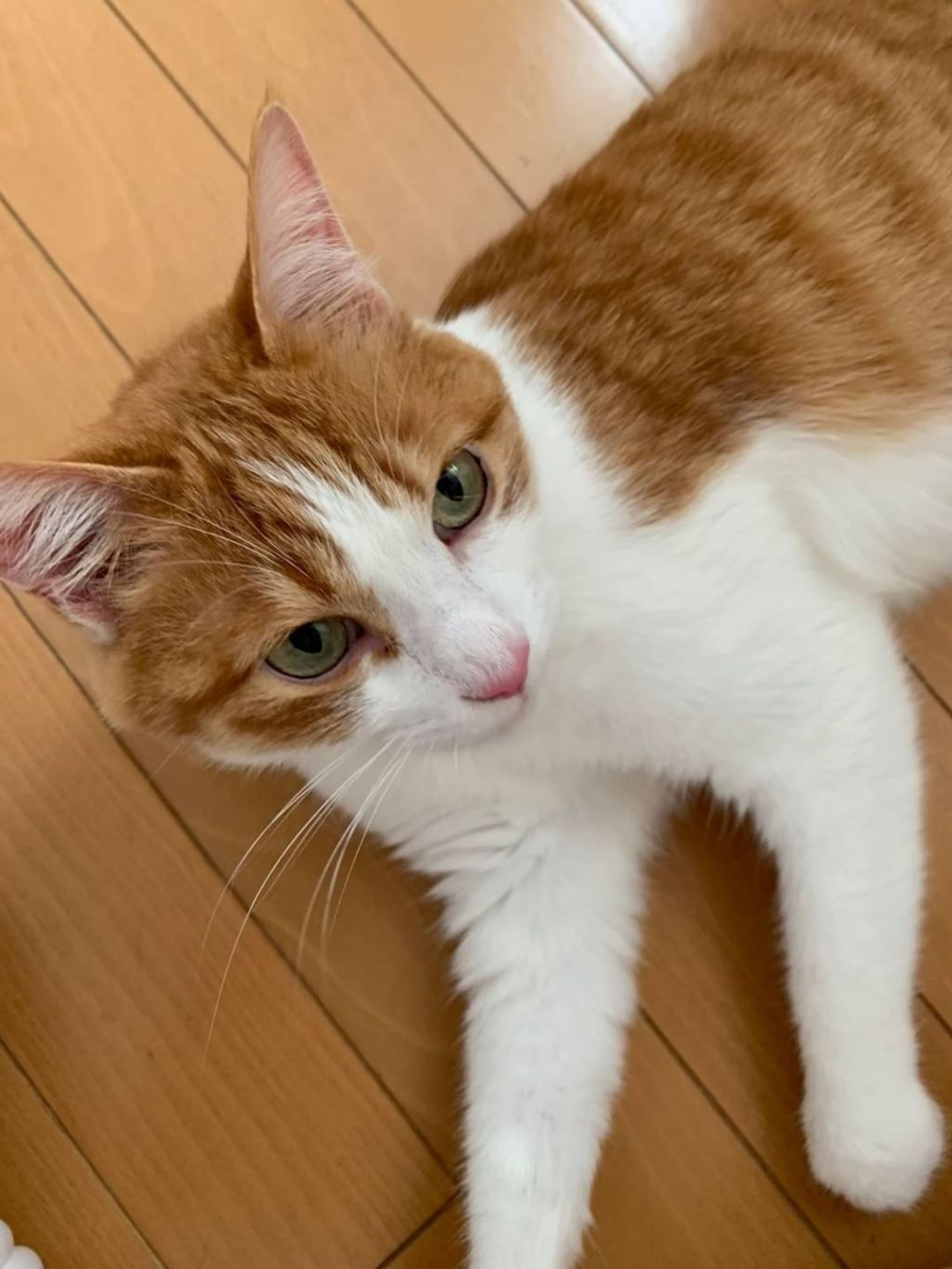 pet-image-4