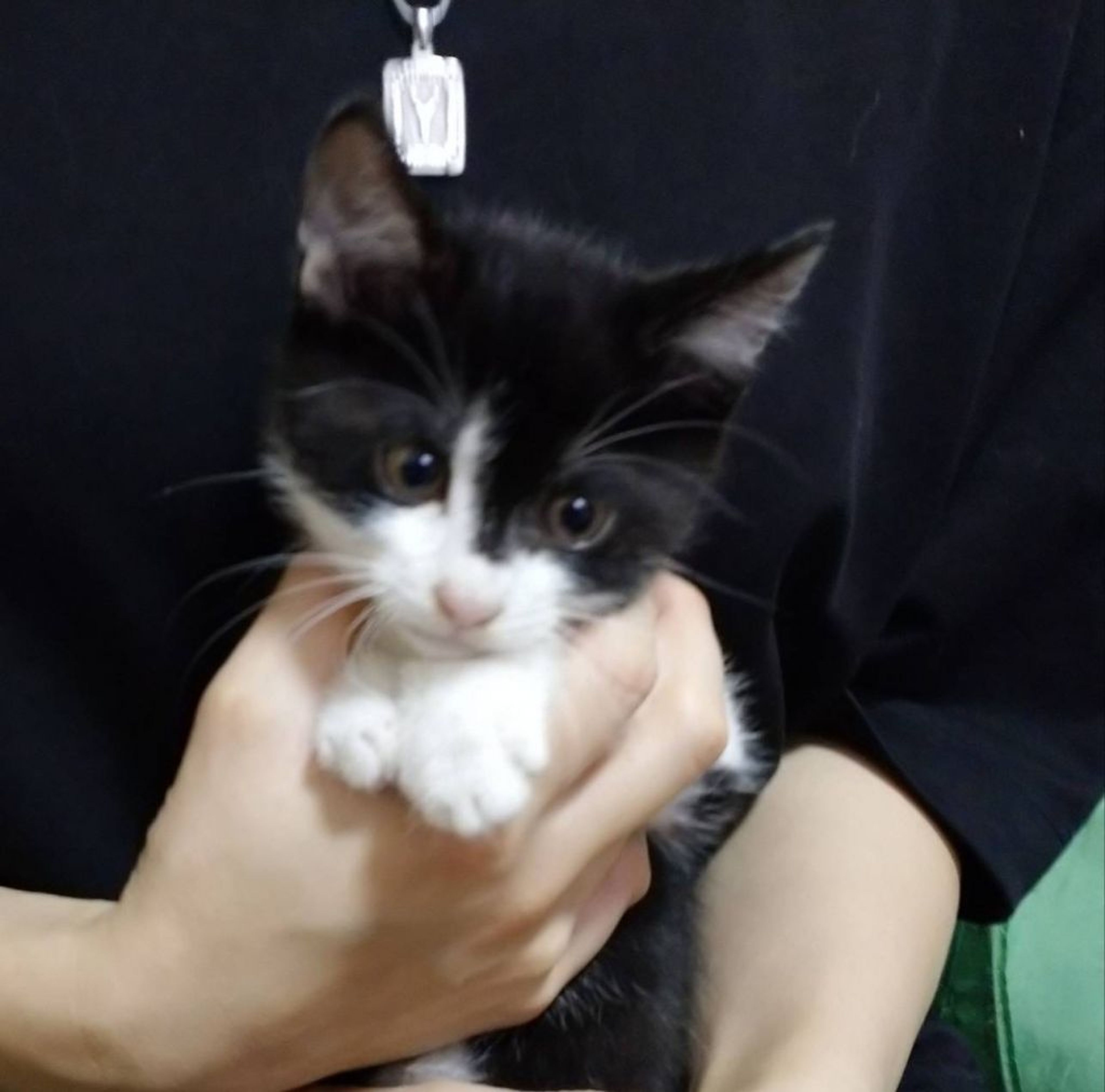 雑種（ミックス猫）・オスの里親募集の写真