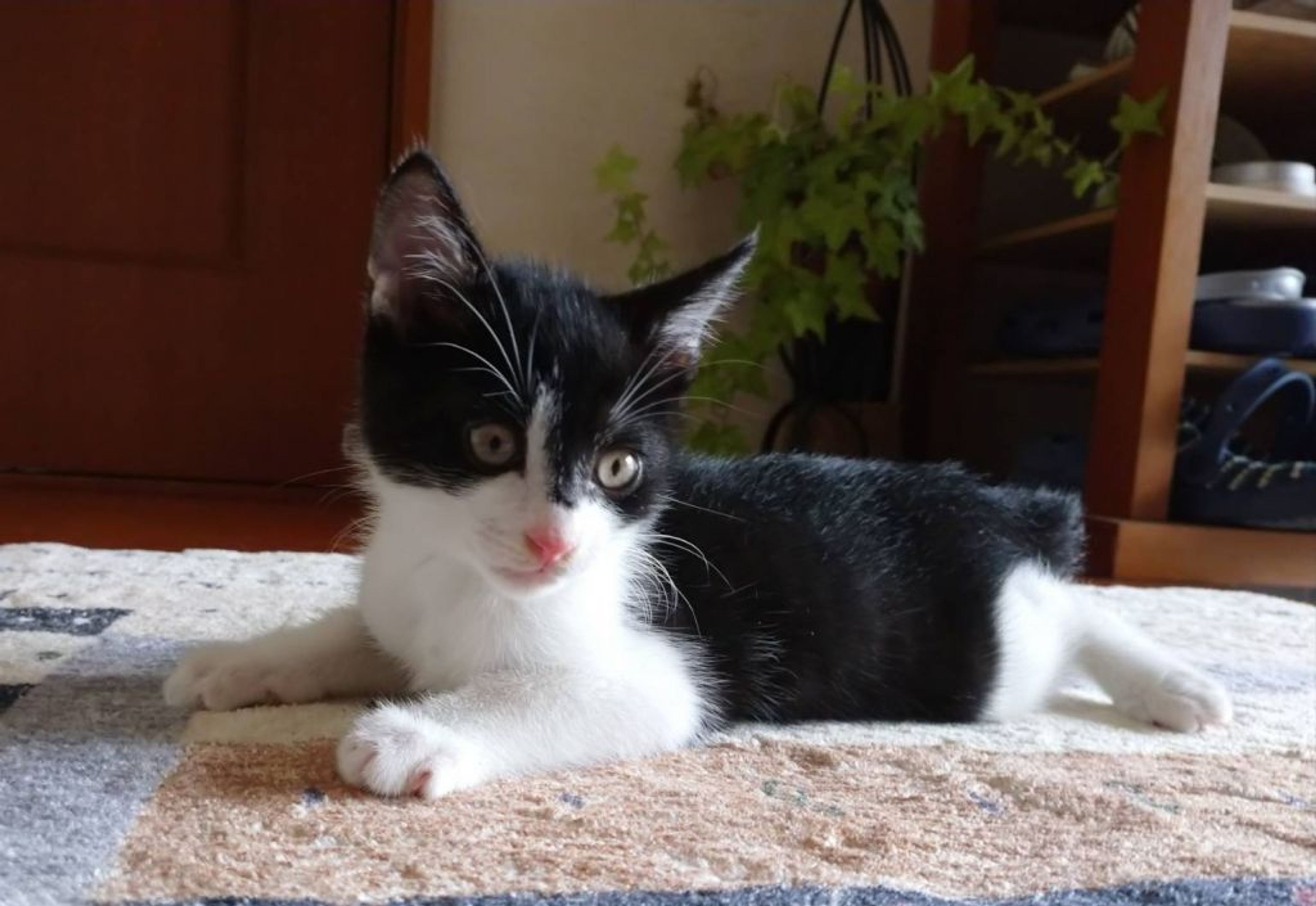 pet-image-2