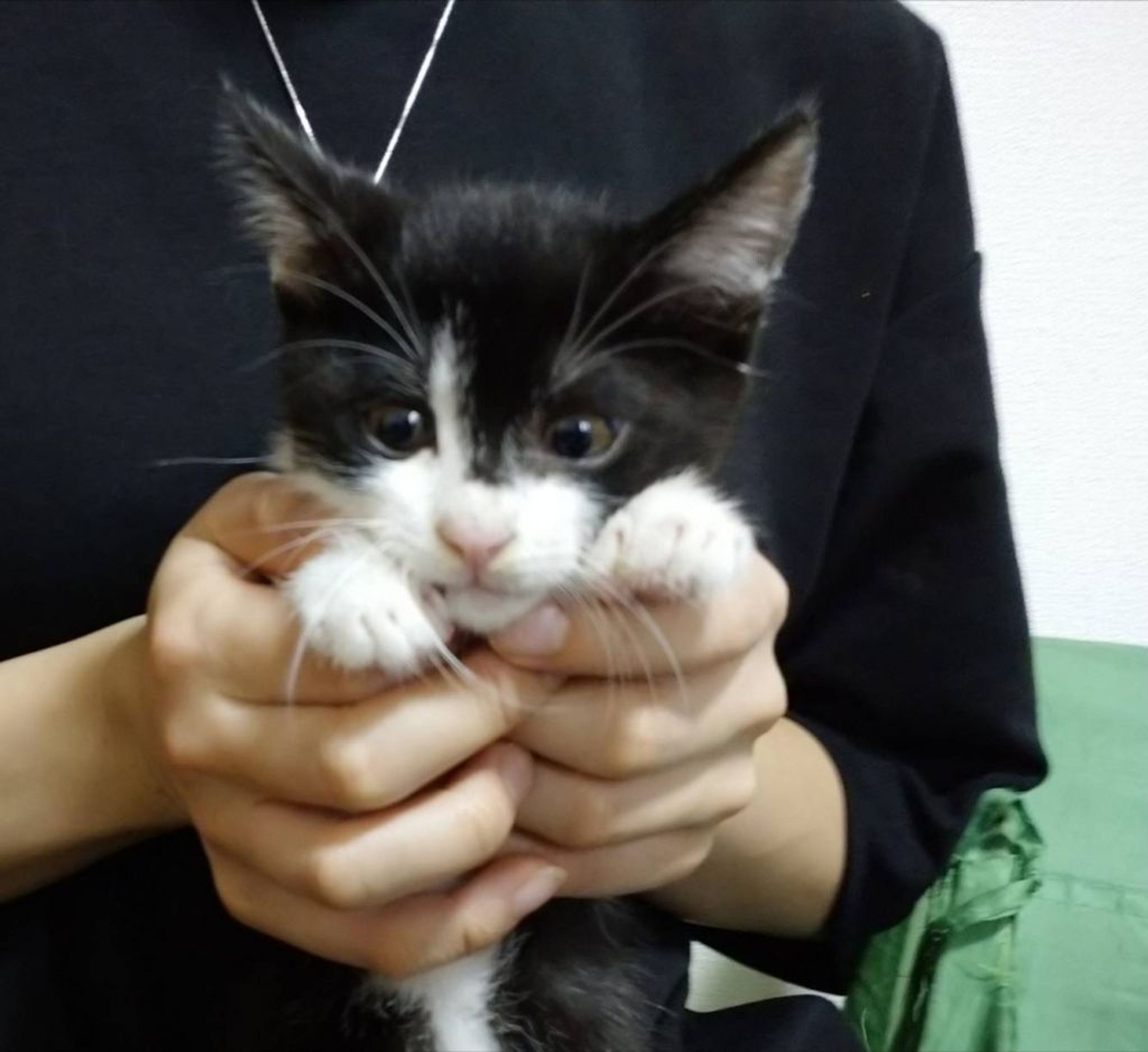 pet-image-3