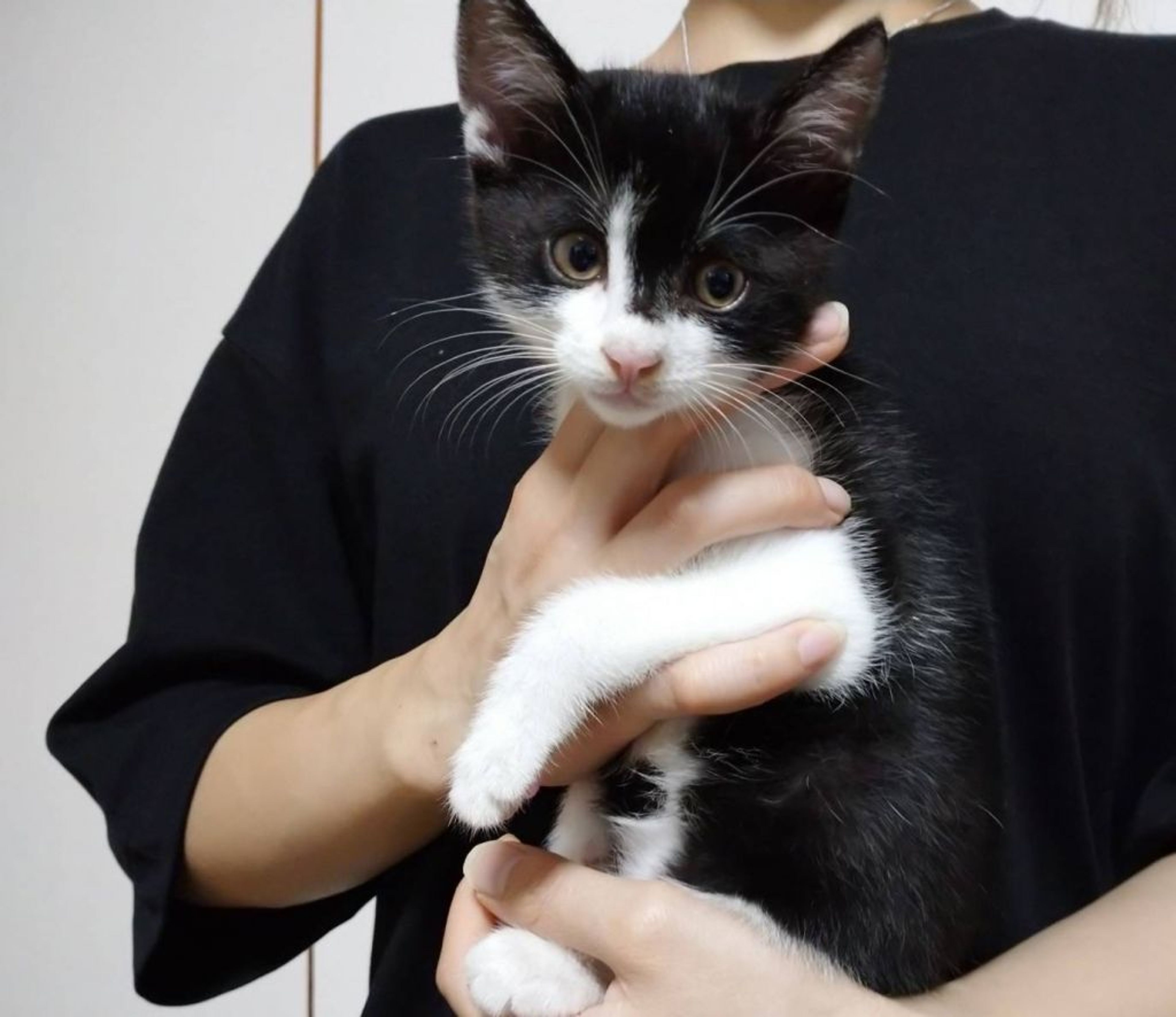 pet-image-4