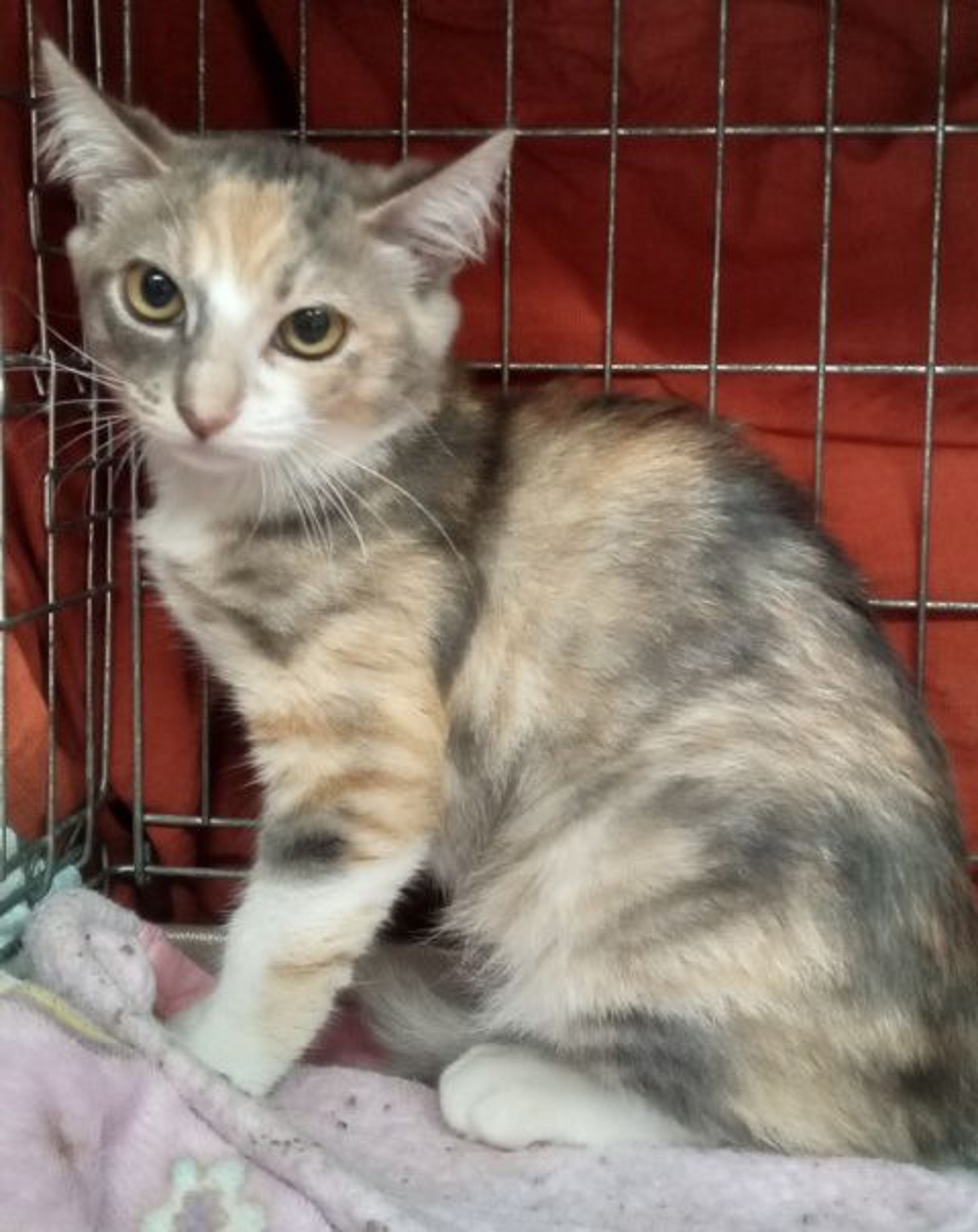 雑種（ミックス猫）・メスの里親募集の写真