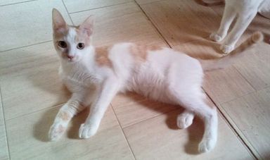 シャーロット（♀）の写真