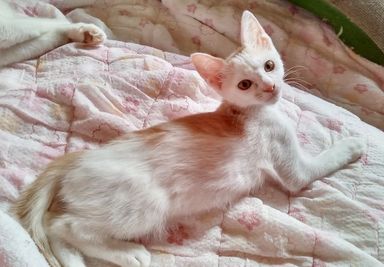 シャーモット（♂）の写真