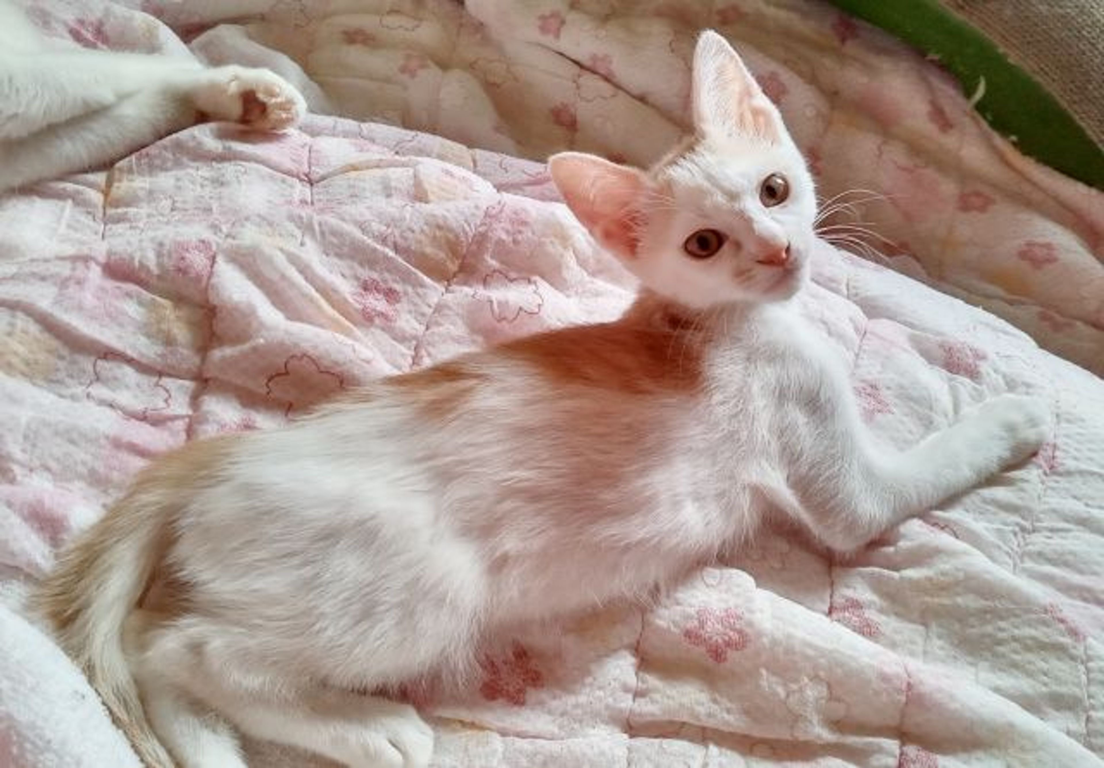 雑種（ミックス猫）・オスの里親募集の写真