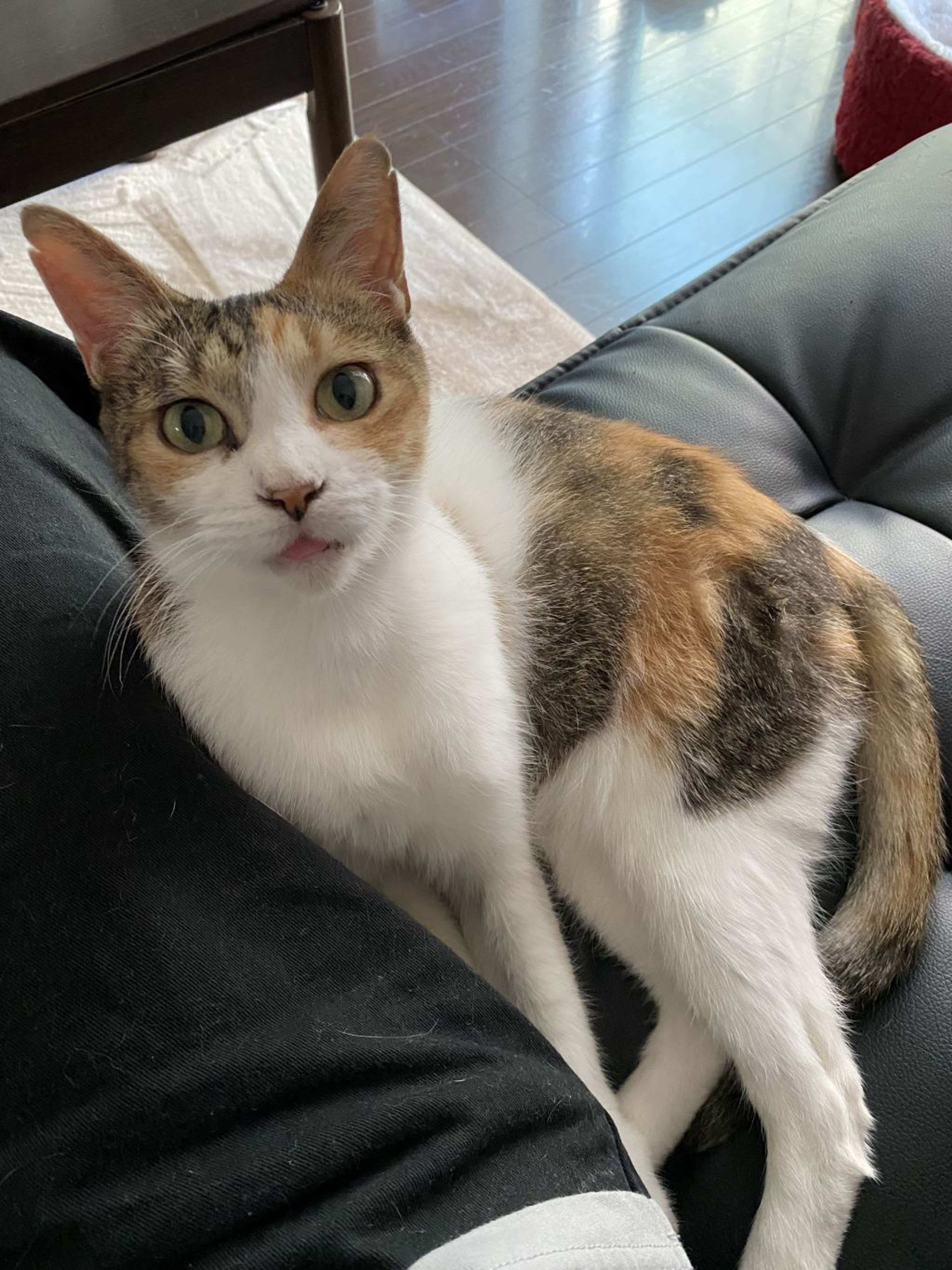 雑種（ミックス猫）・メスの里親募集の写真