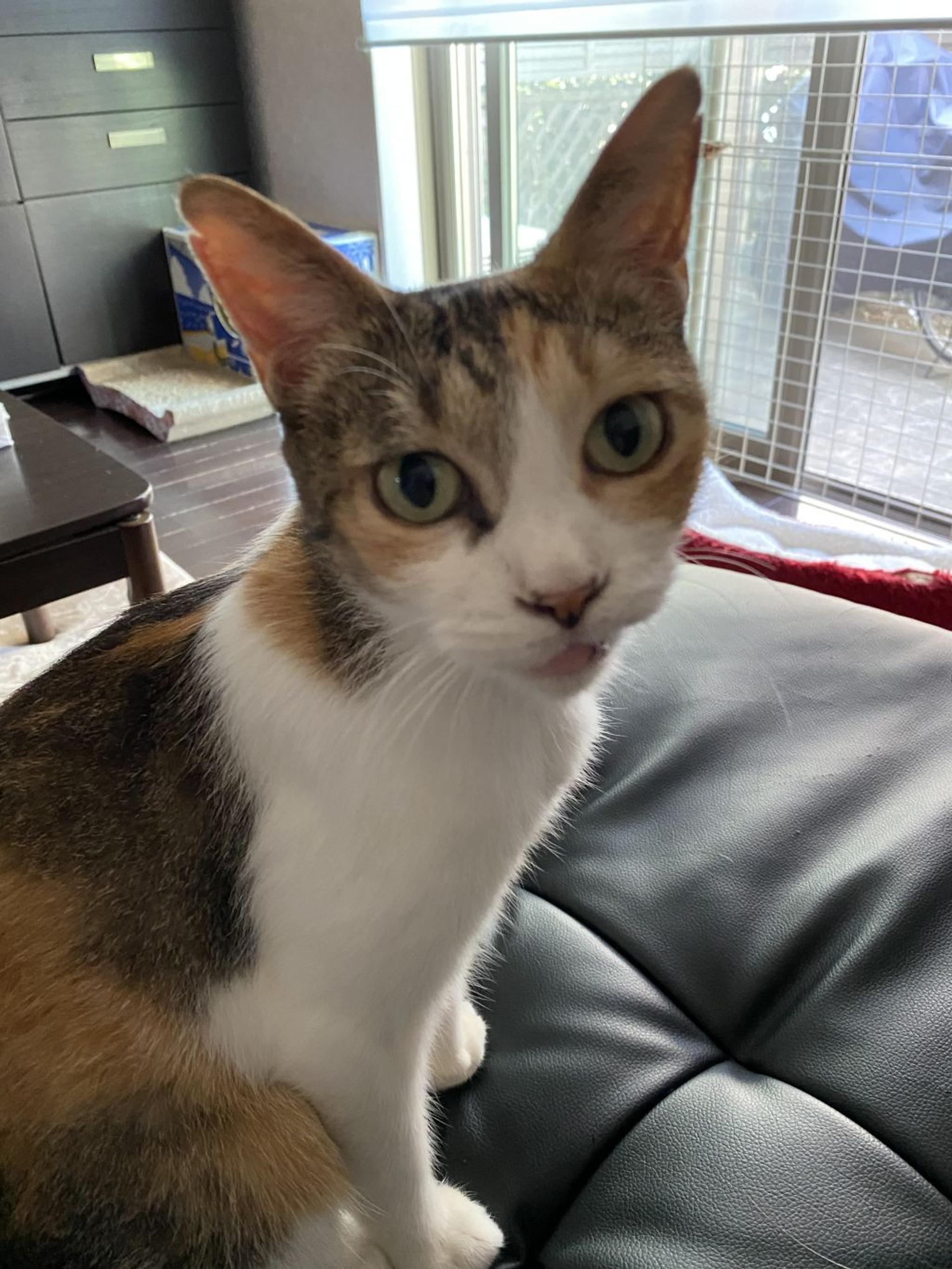 pet-image-2