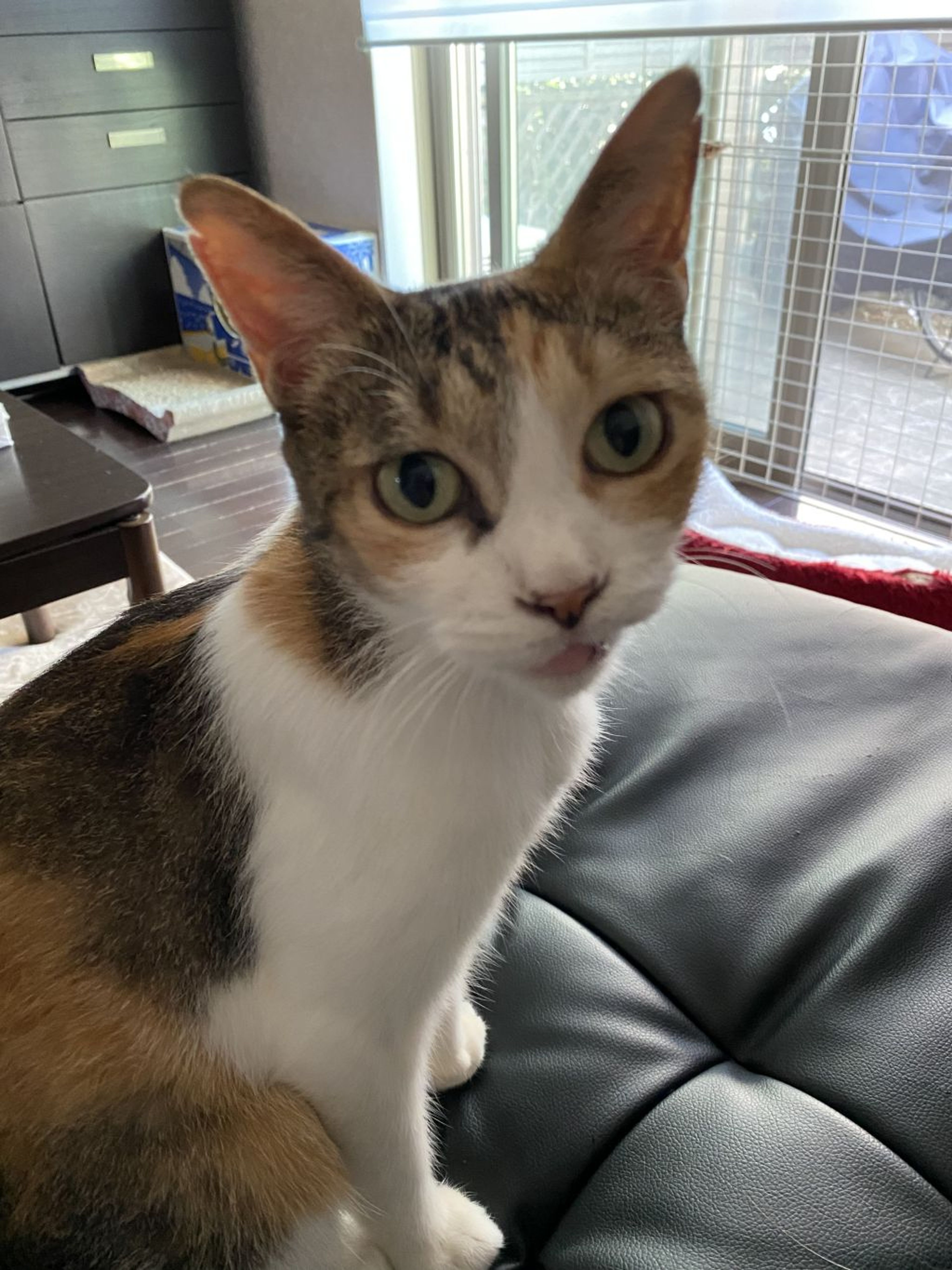 pet-image-2