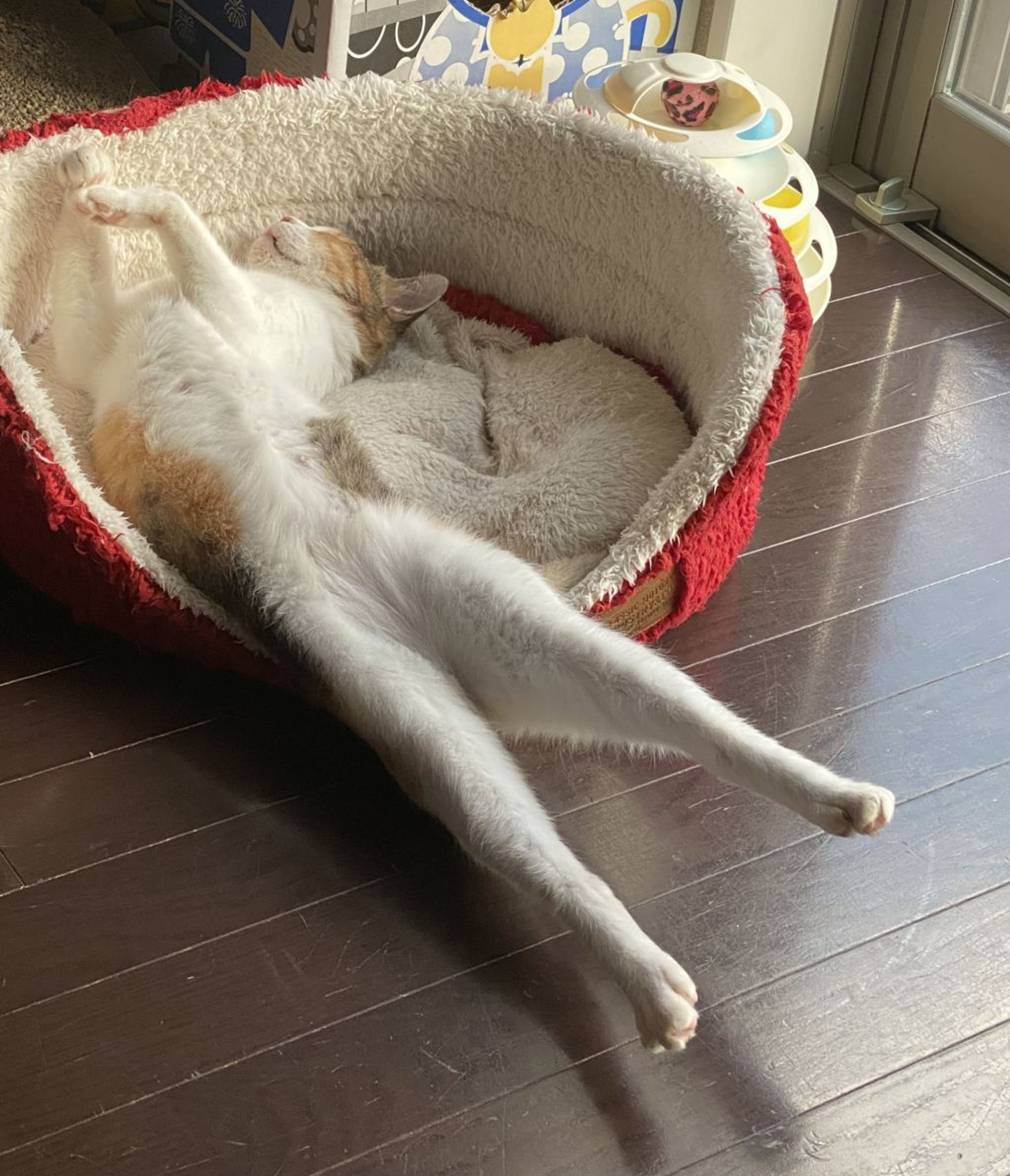 pet-image-4
