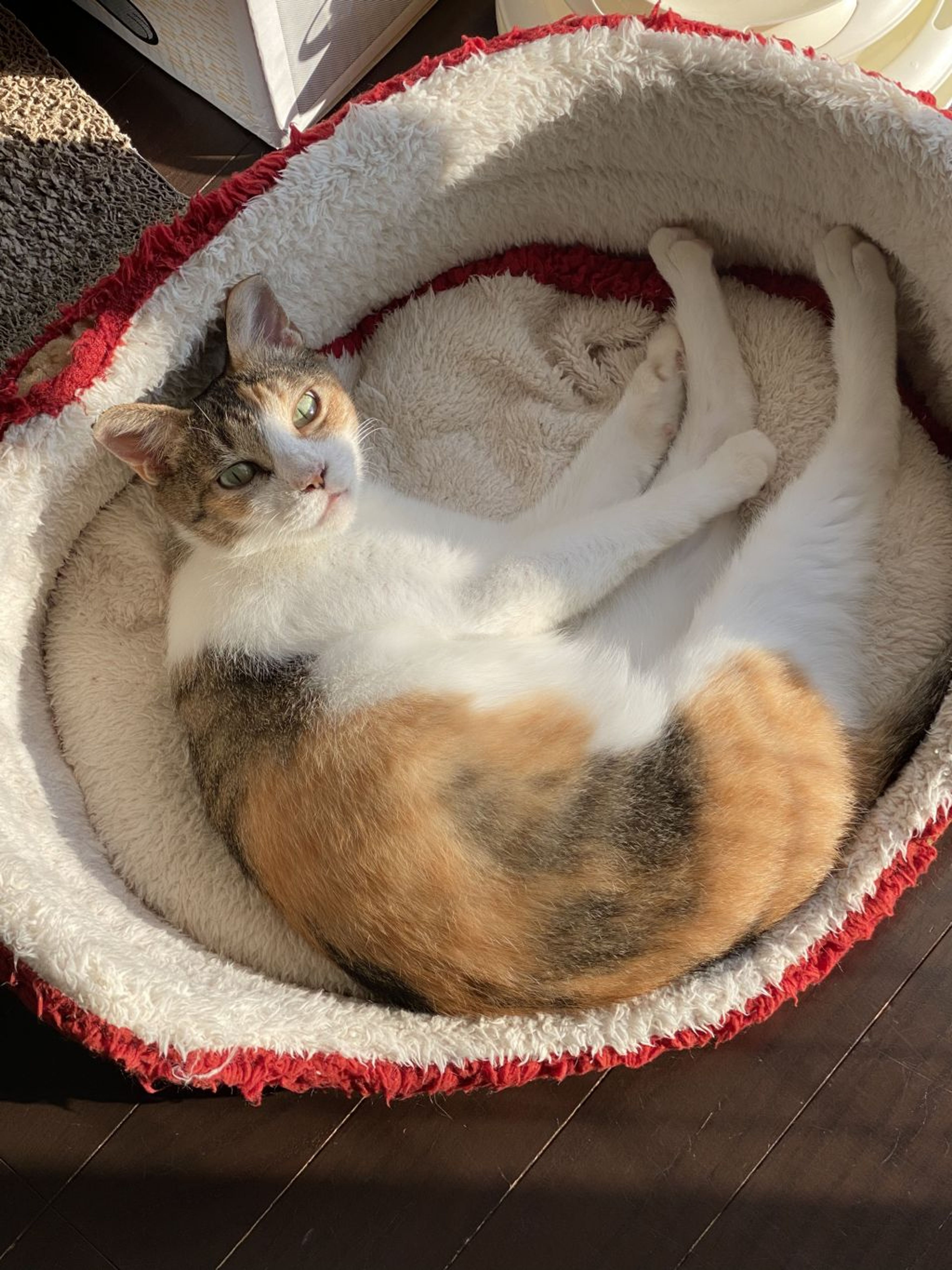 pet-image-6