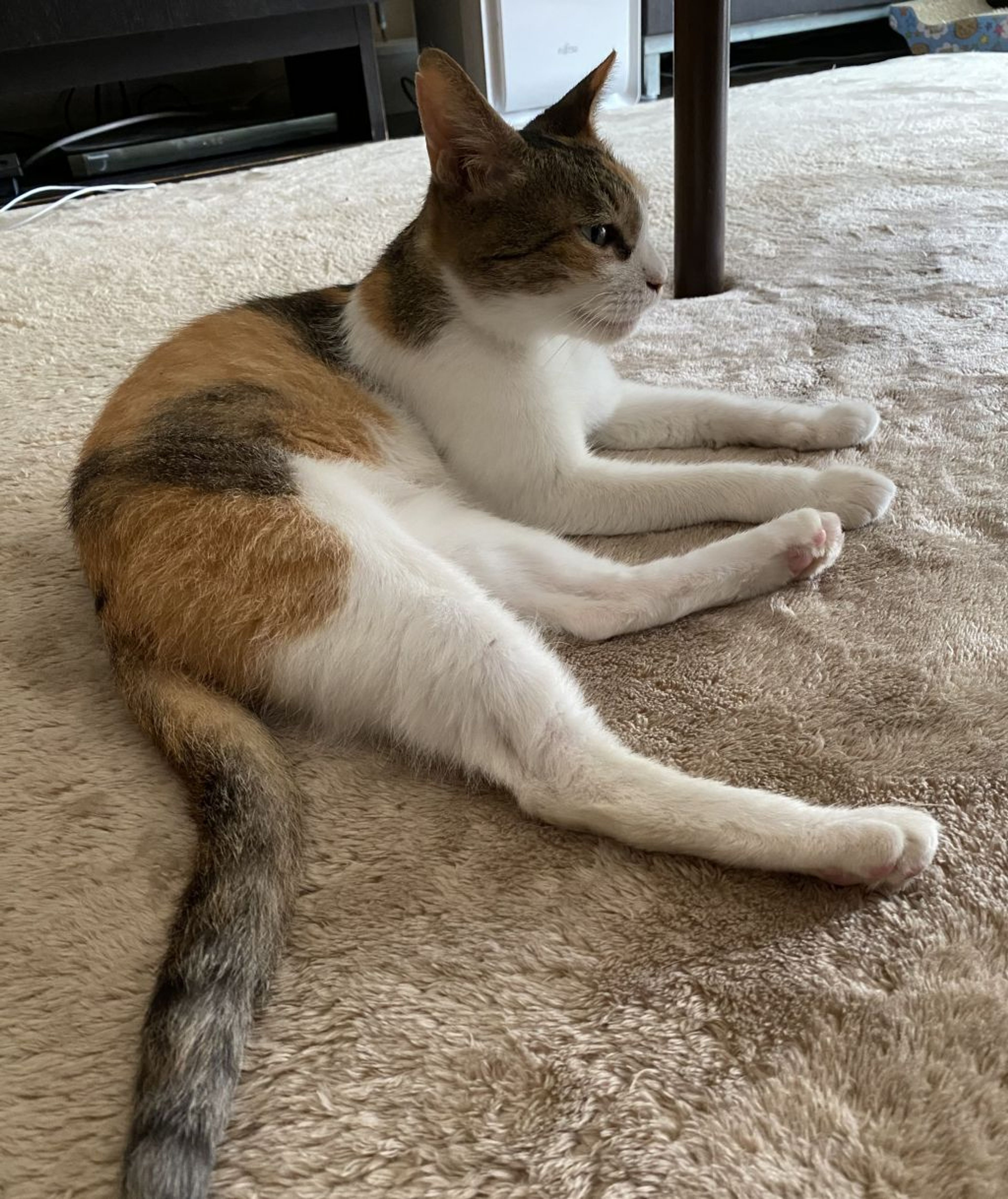 pet-image-8