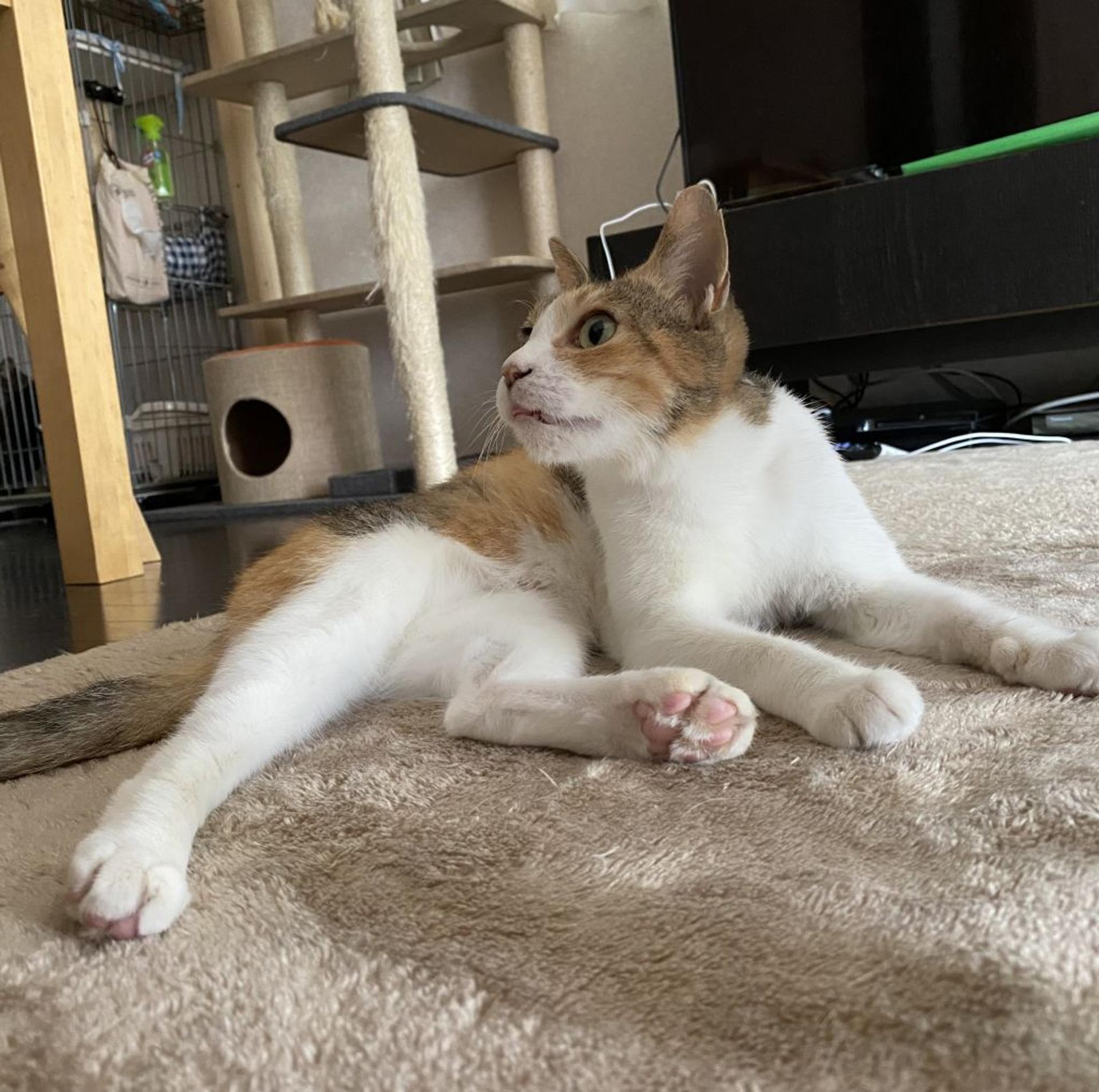 pet-image-9
