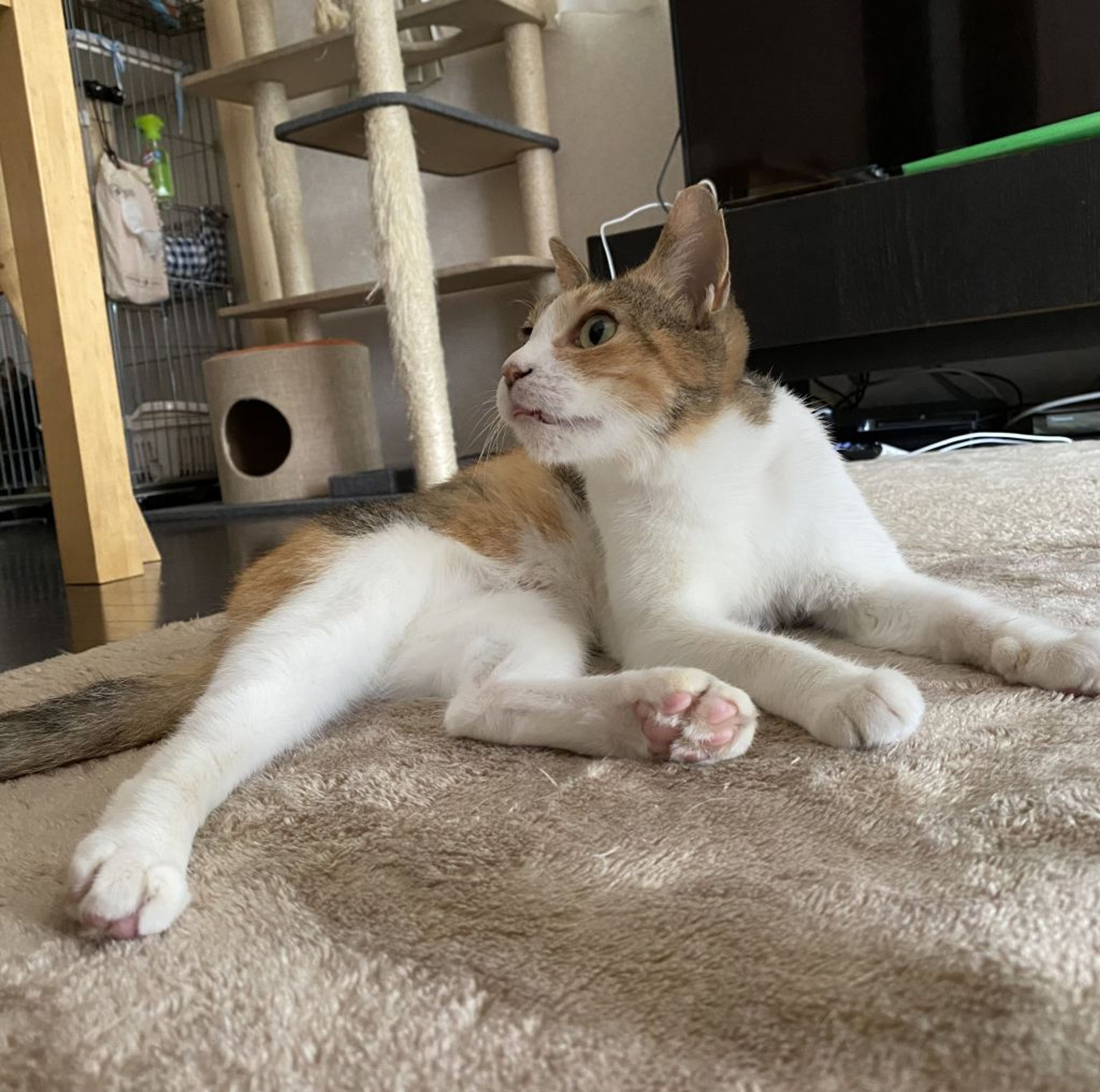 pet-image-9