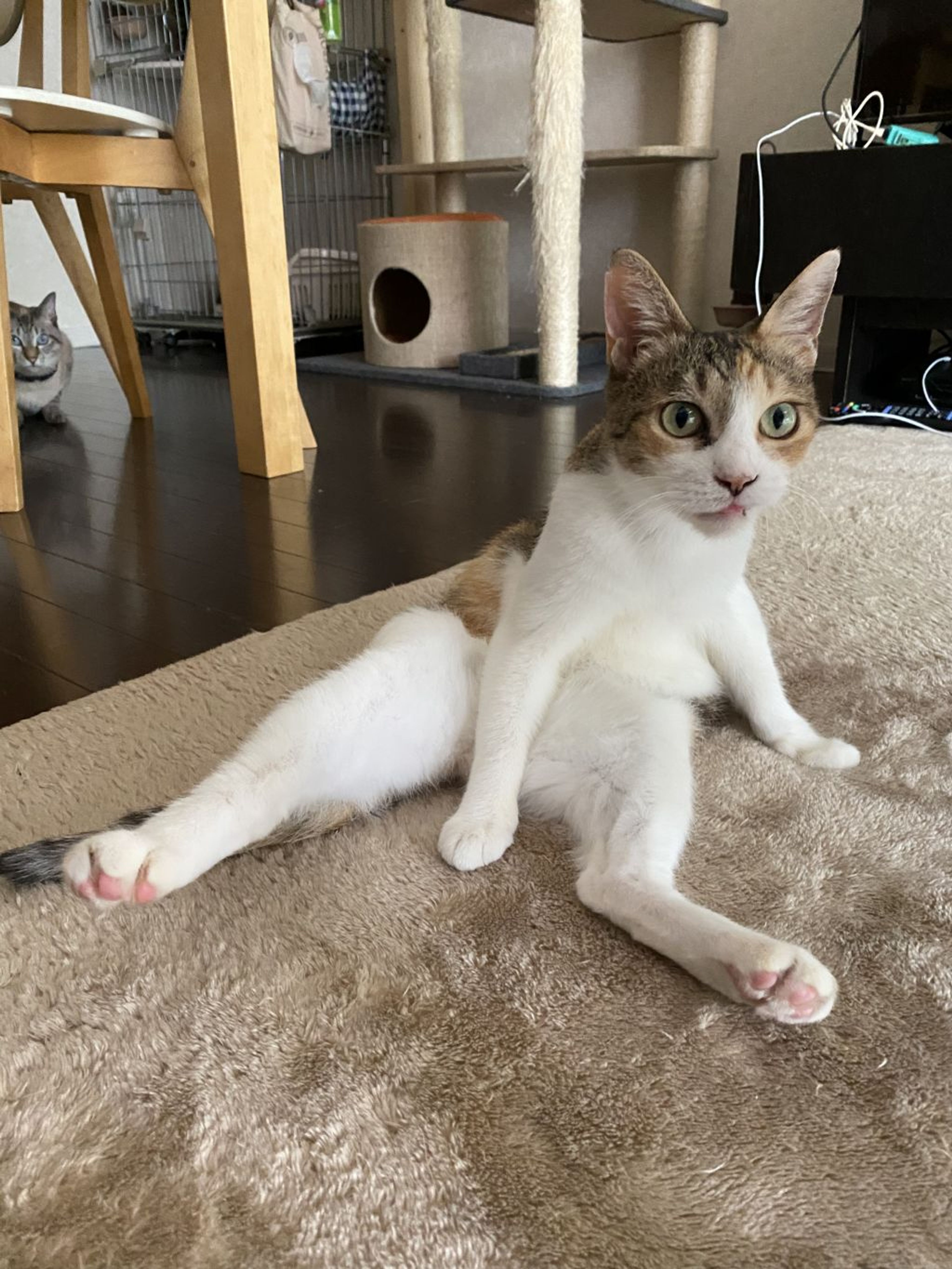 pet-image-10