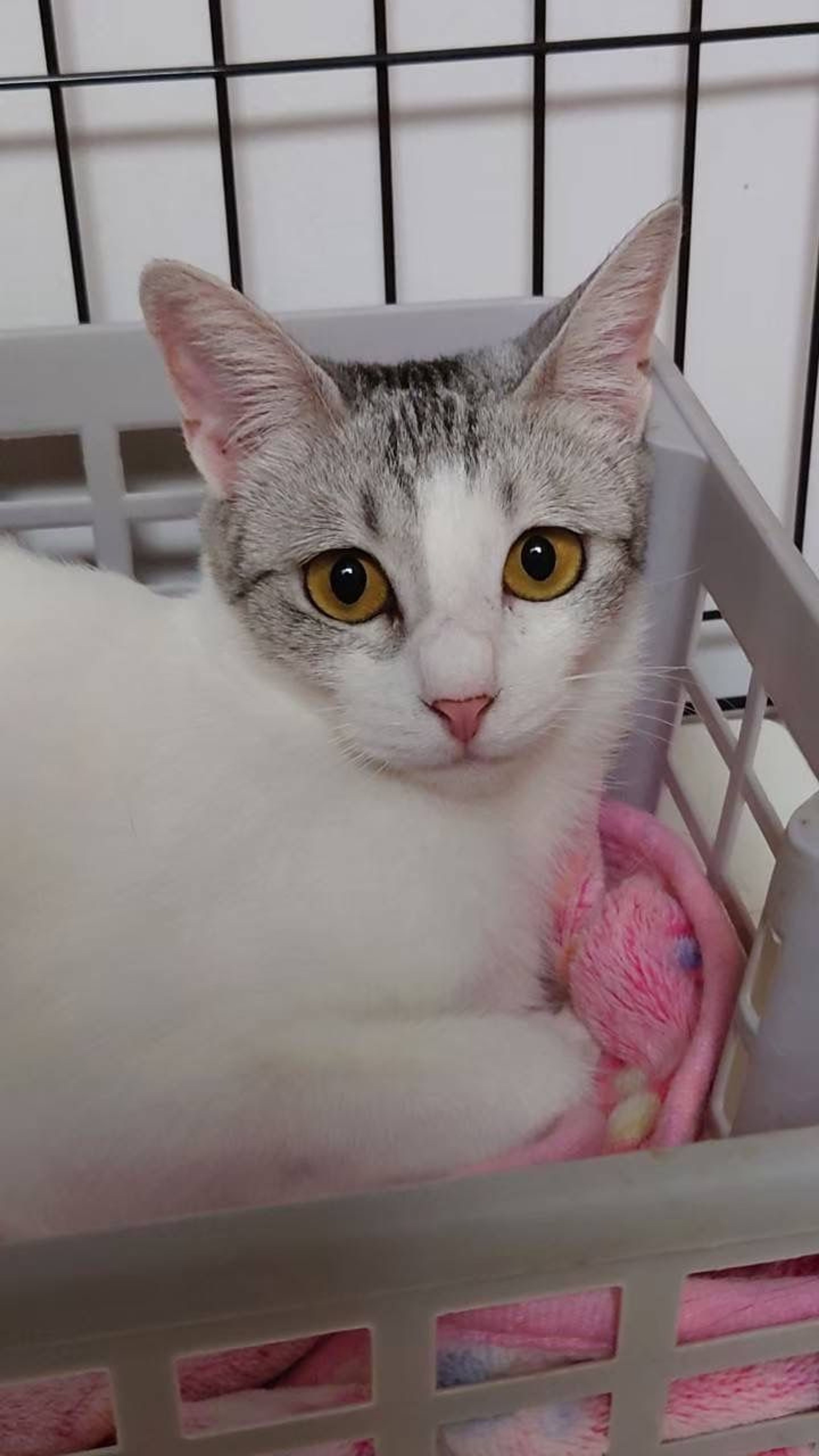 pet-image-2