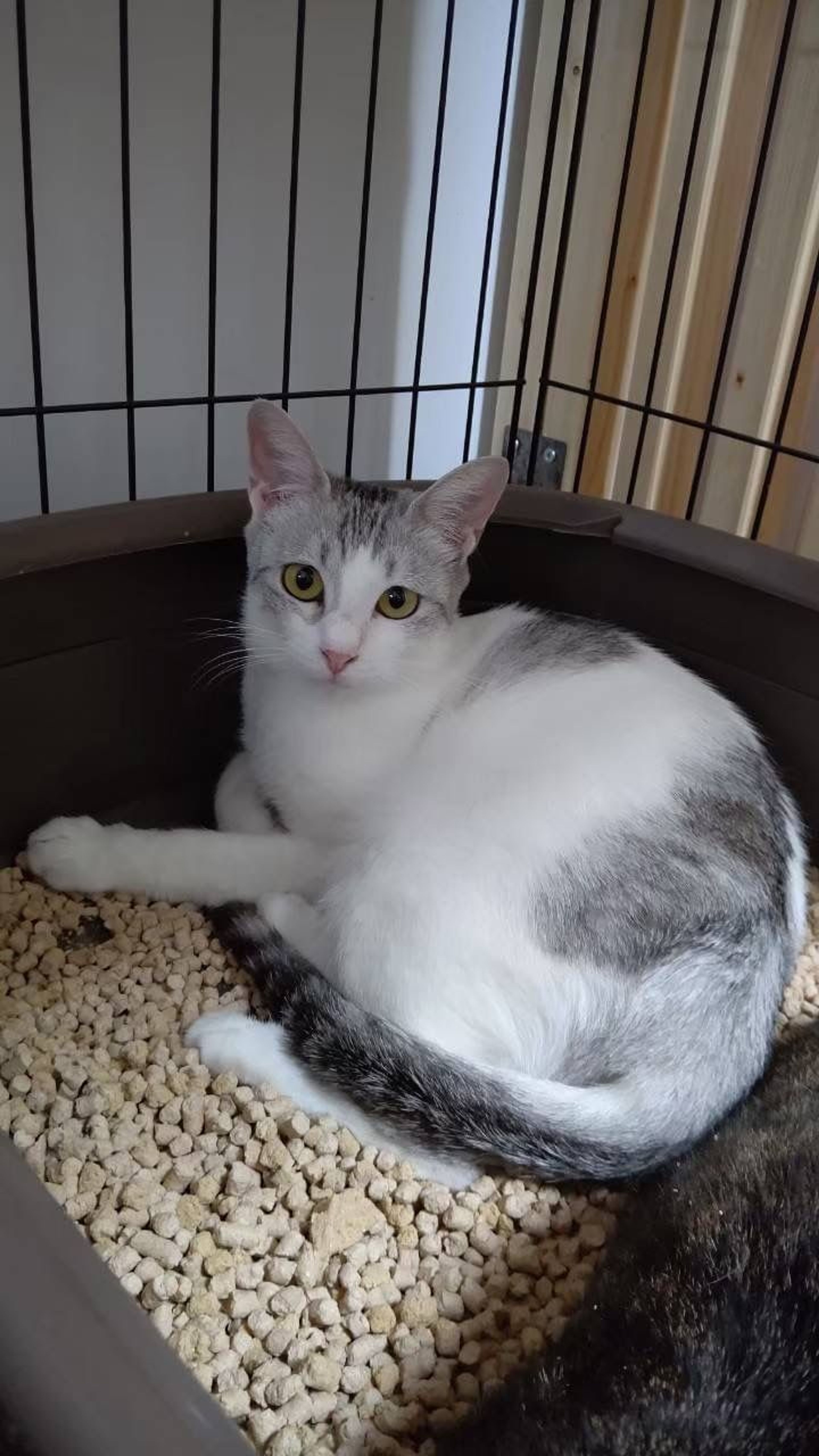 pet-image-6