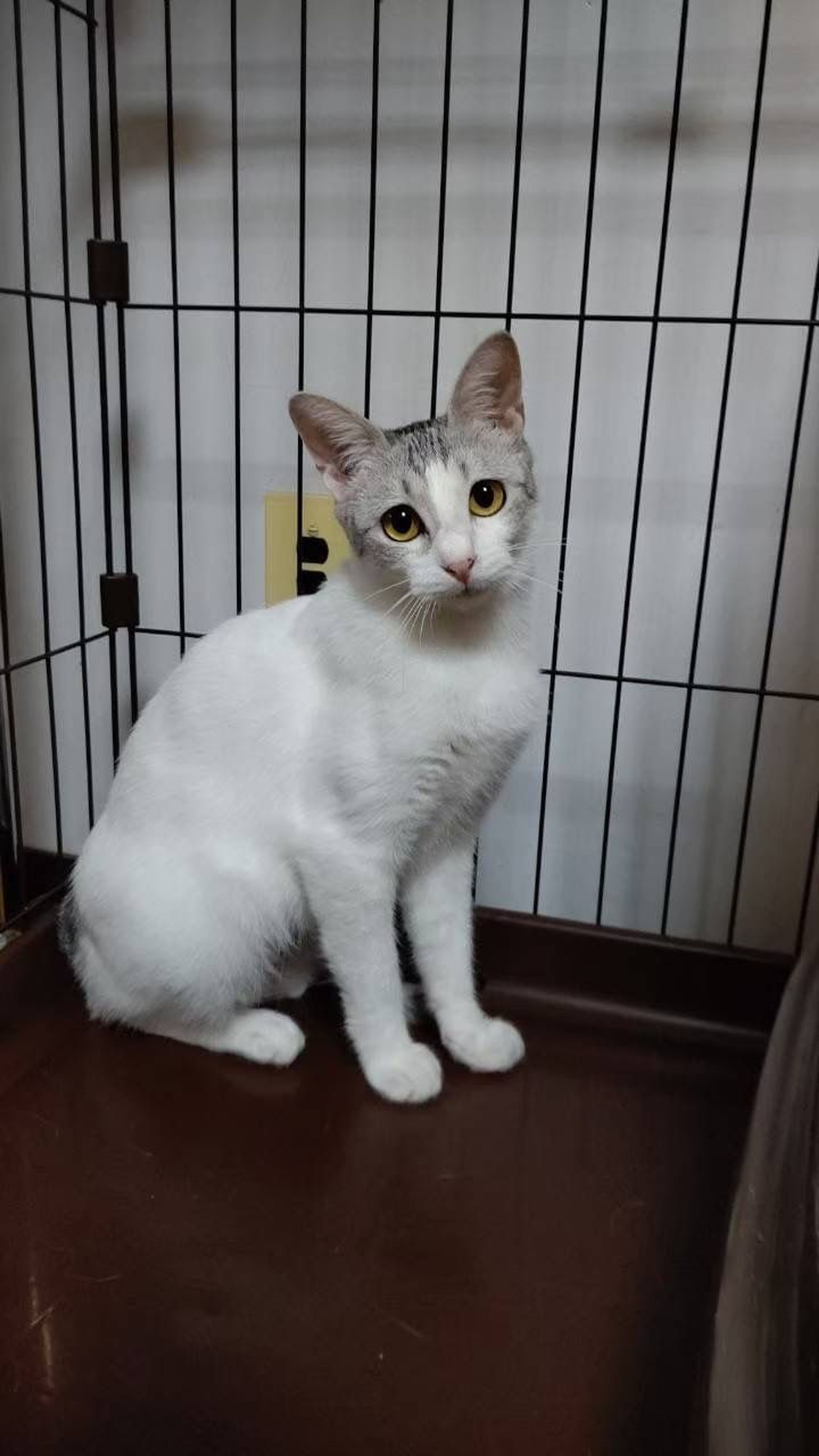 pet-image-7