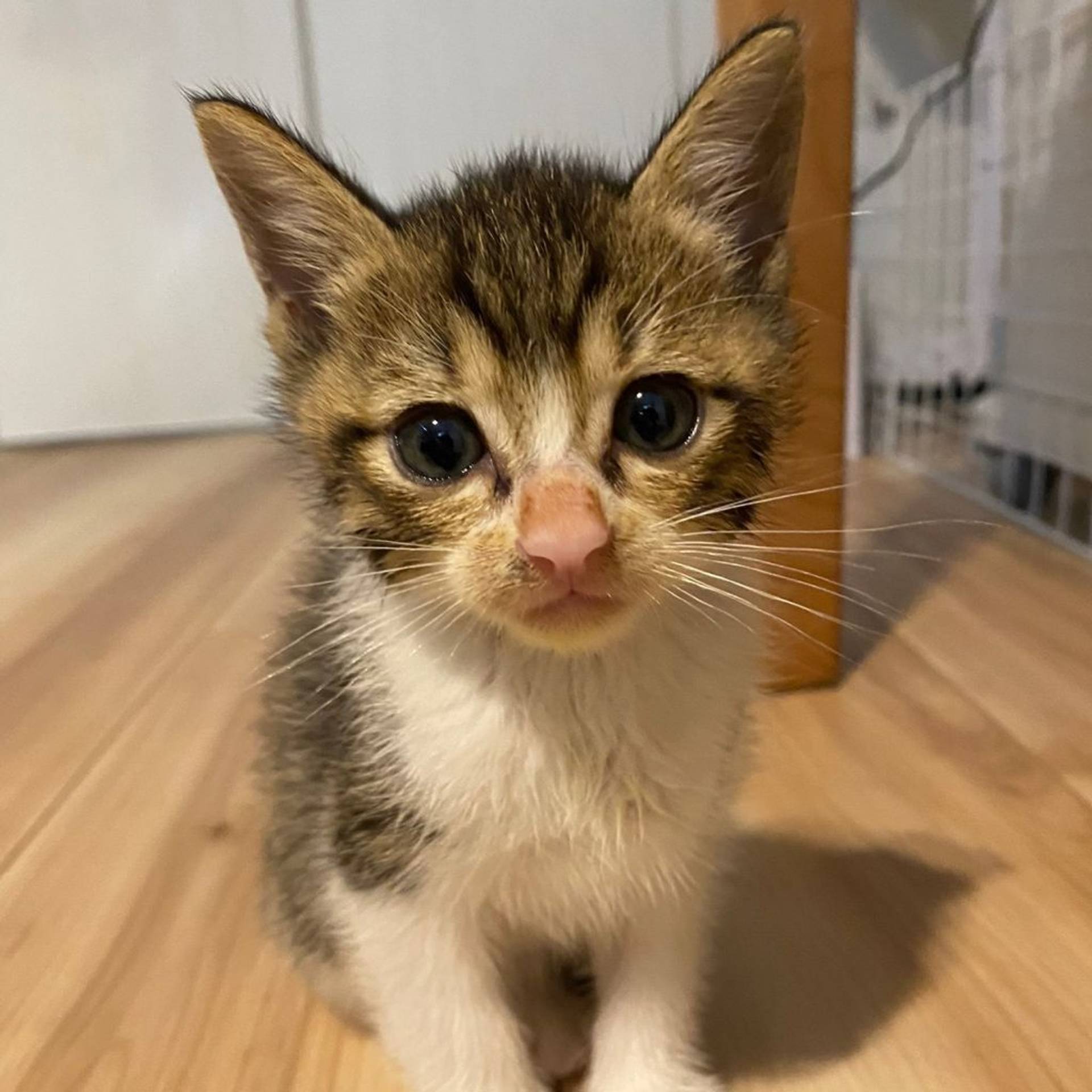 雑種（ミックス猫）・オスの里親募集の写真
