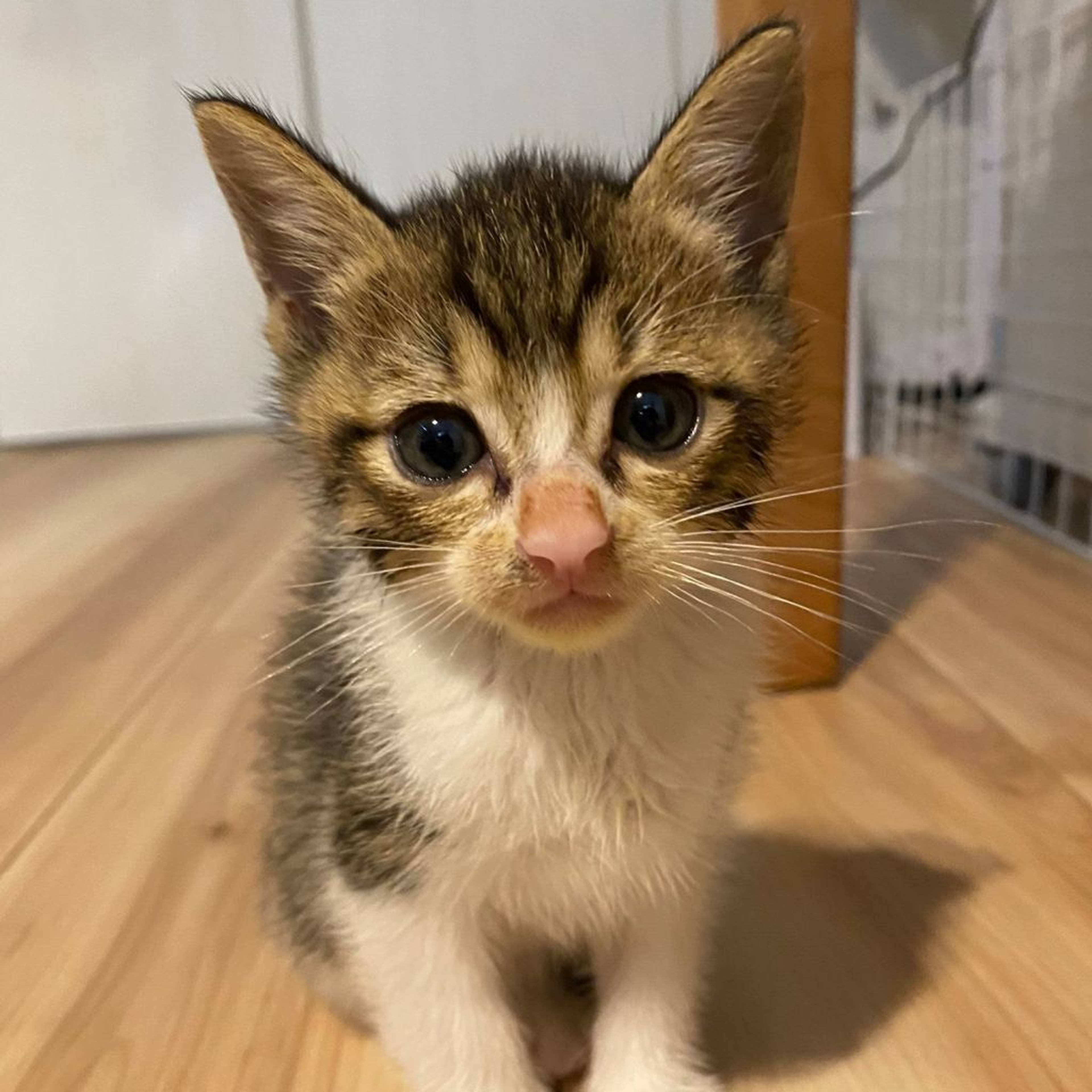 雑種（ミックス猫）・オスの里親募集の写真