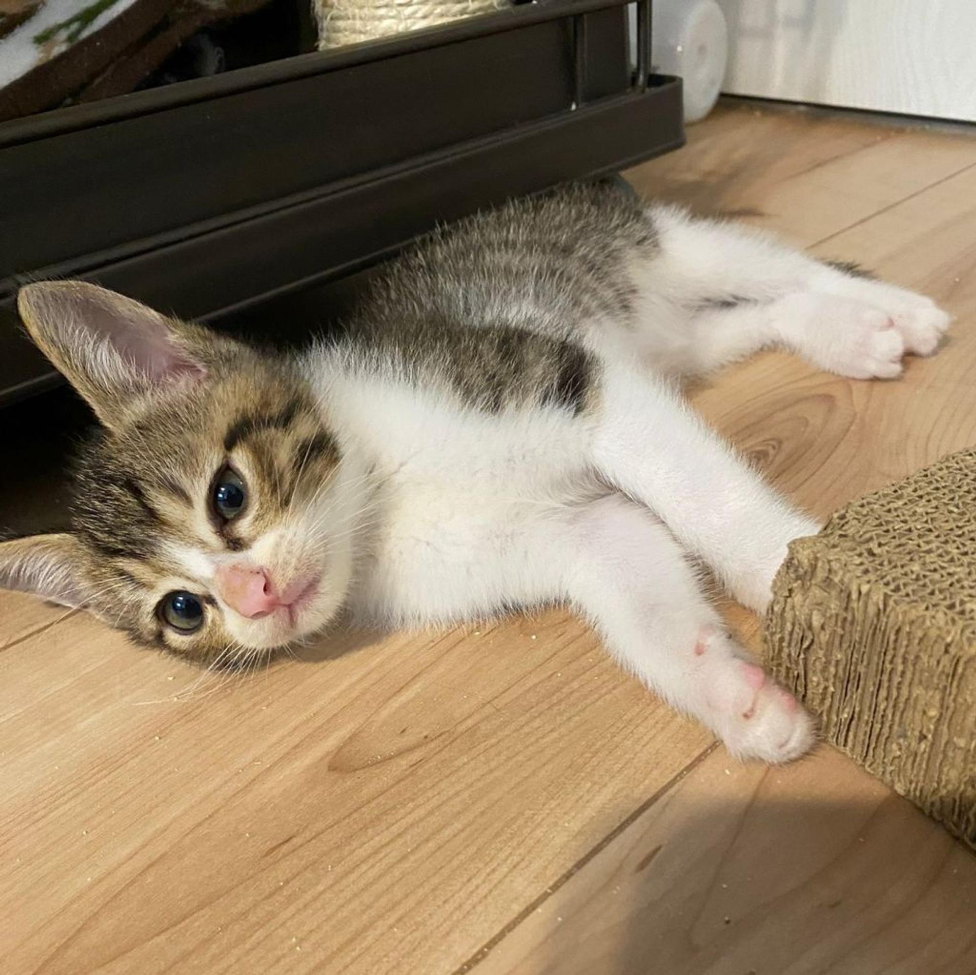 pet-image-3
