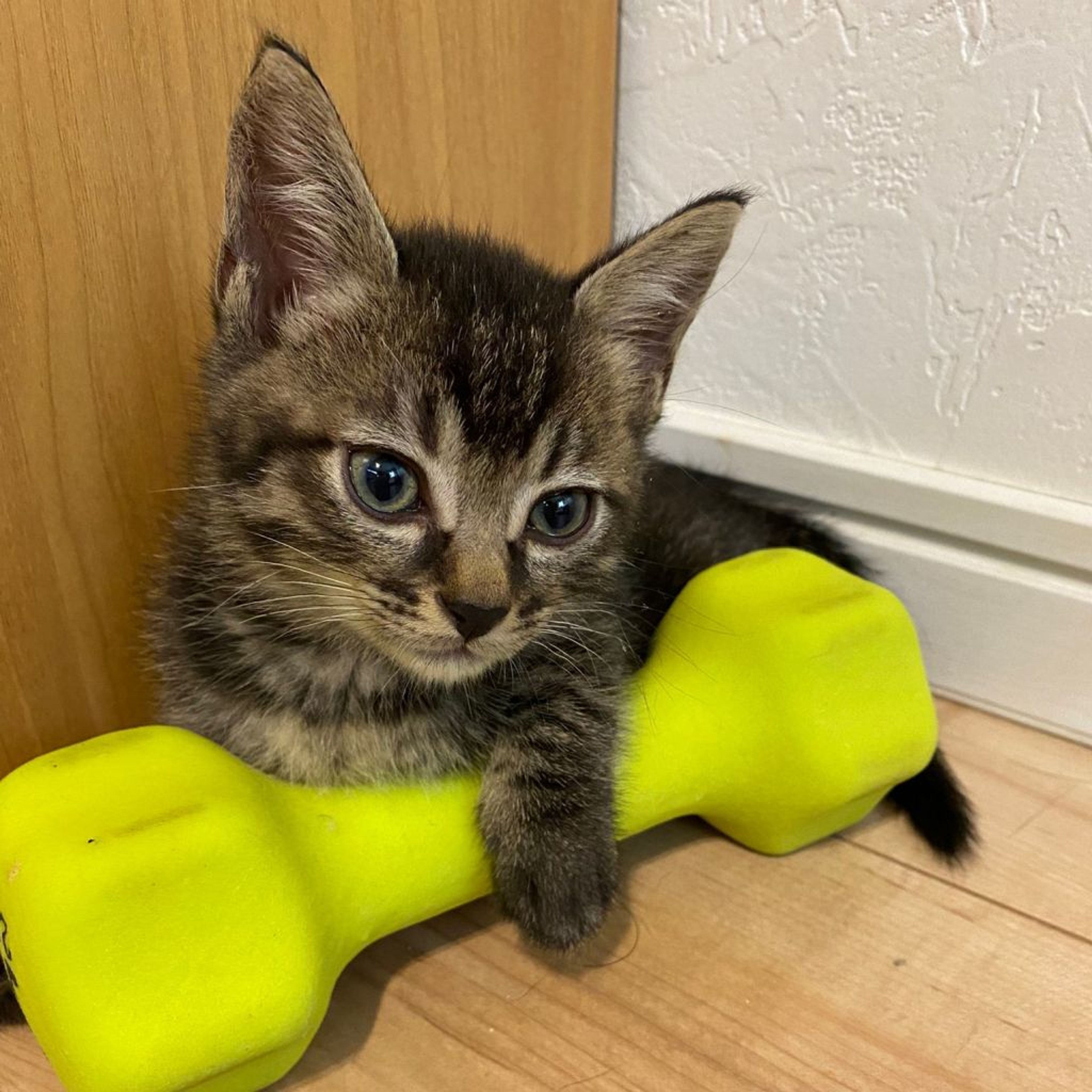 雑種（ミックス猫）・オスの里親募集の写真