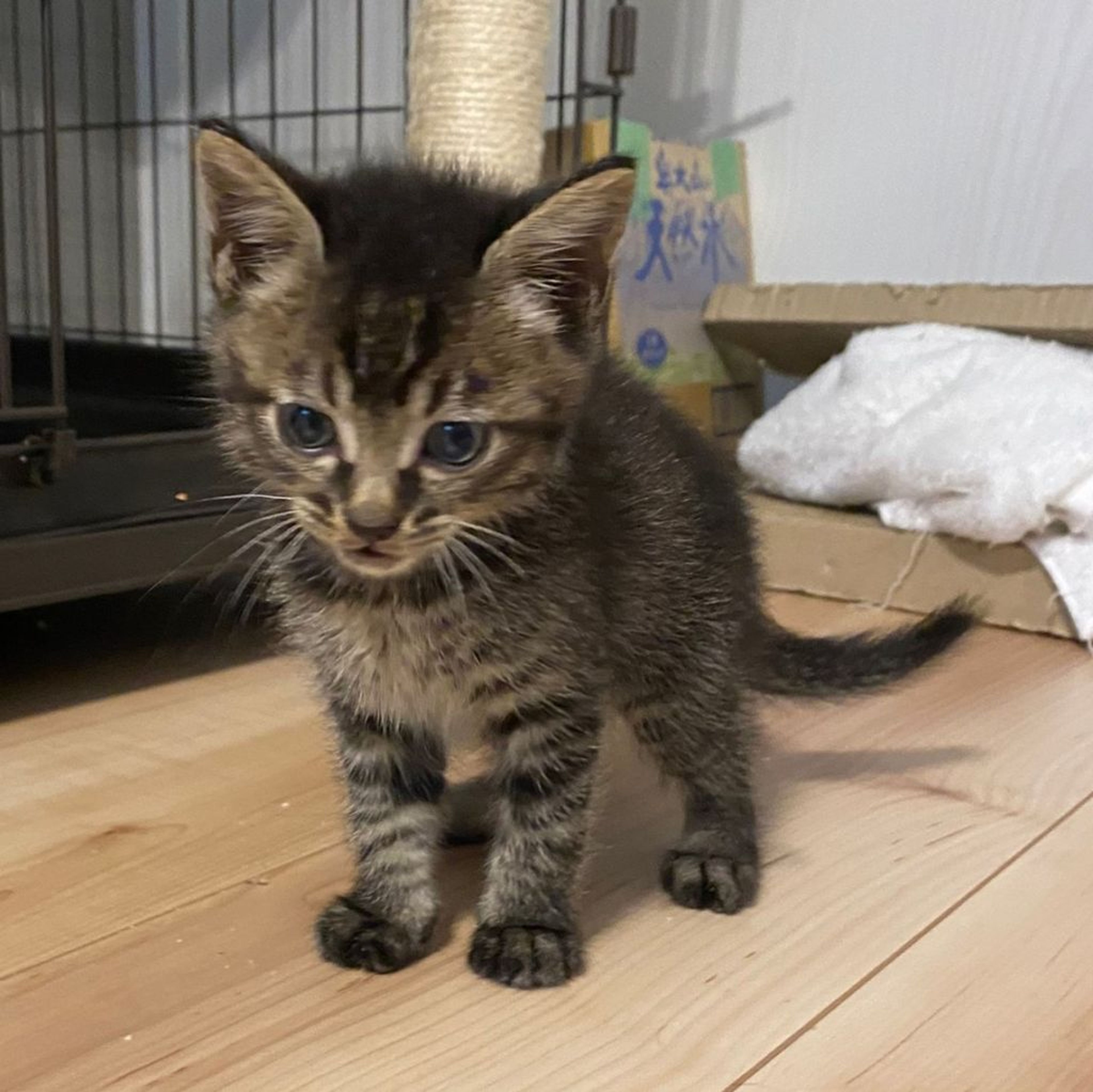 pet-image-3