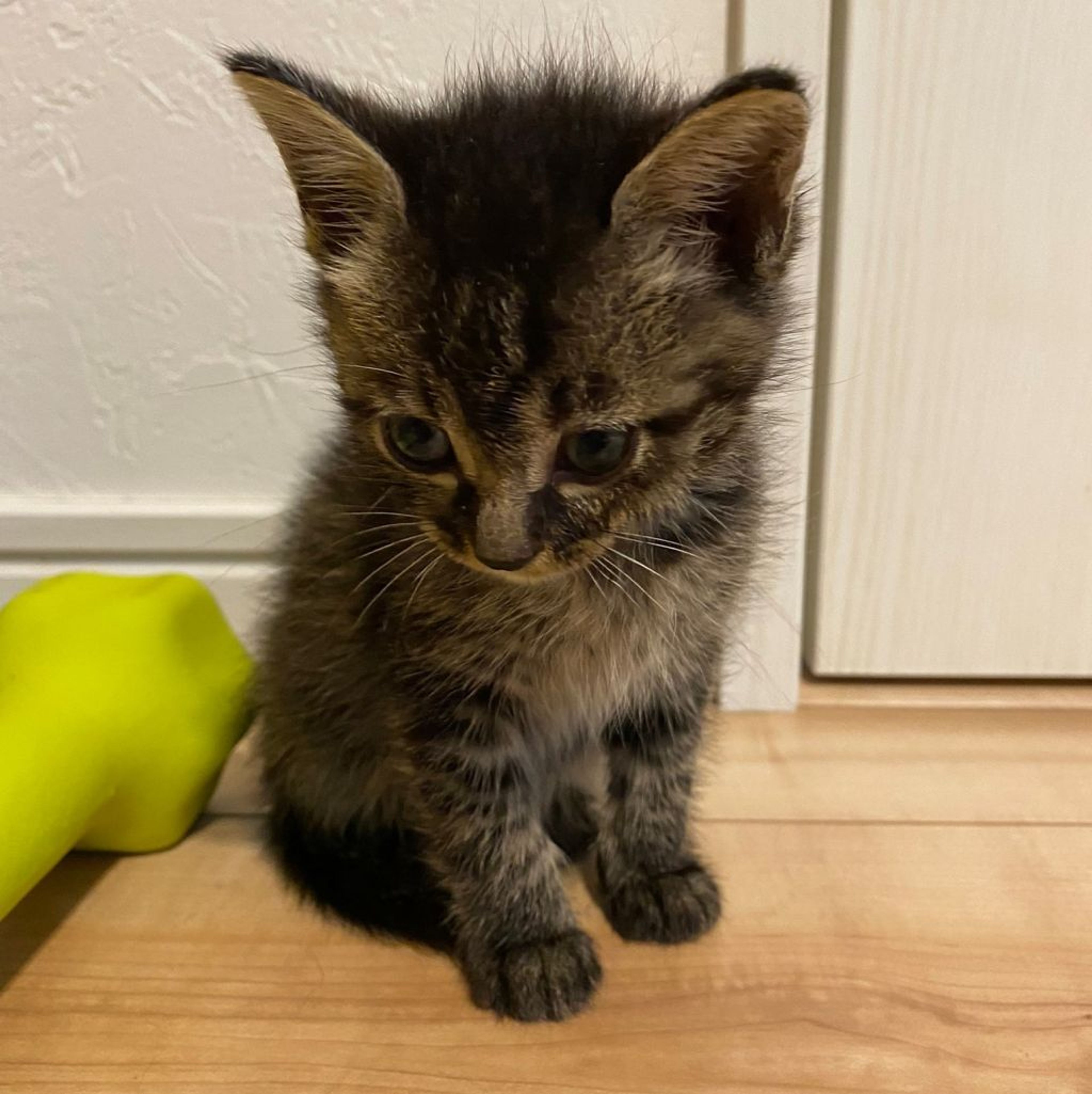 pet-image-4