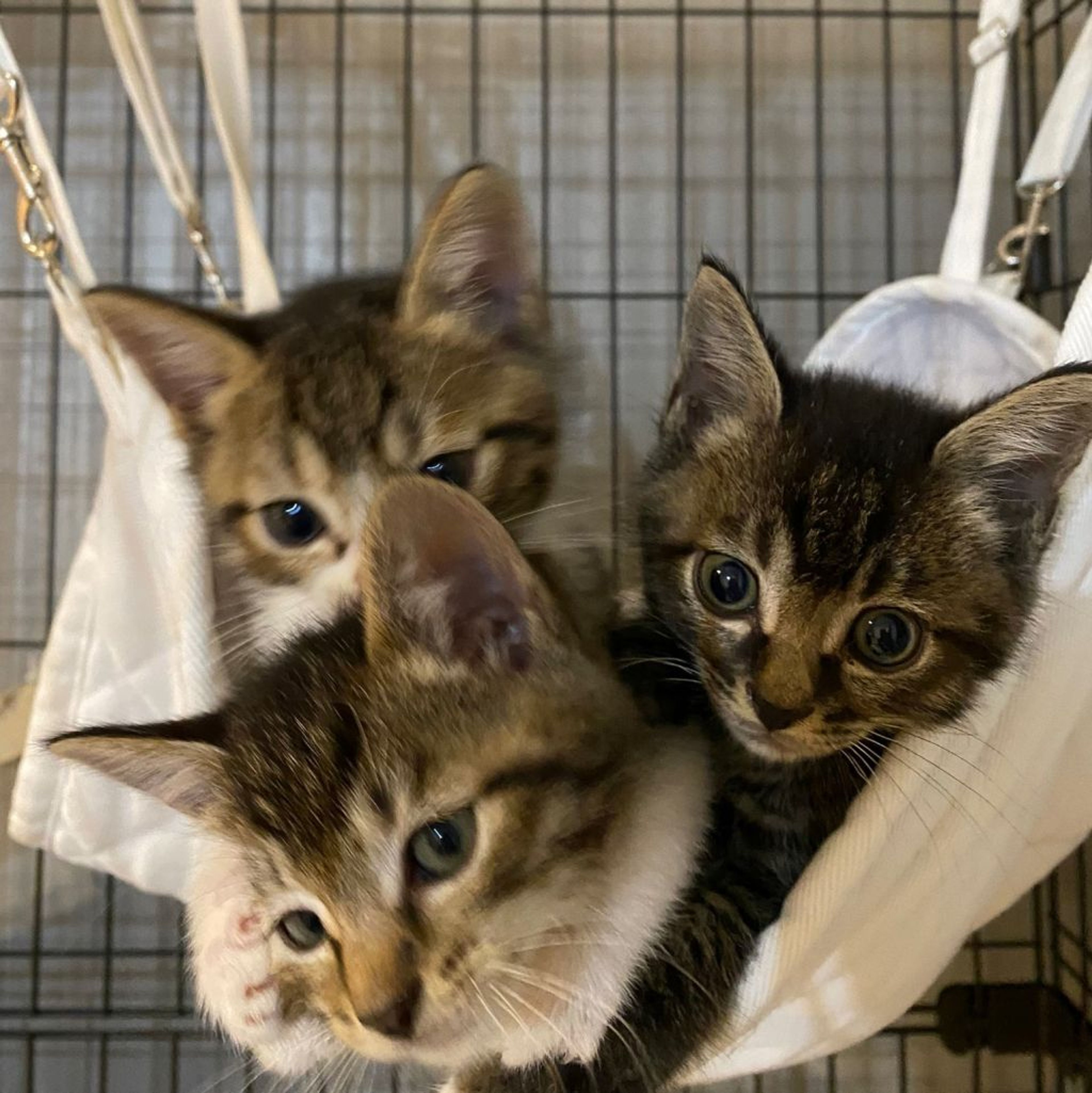 pet-image-6