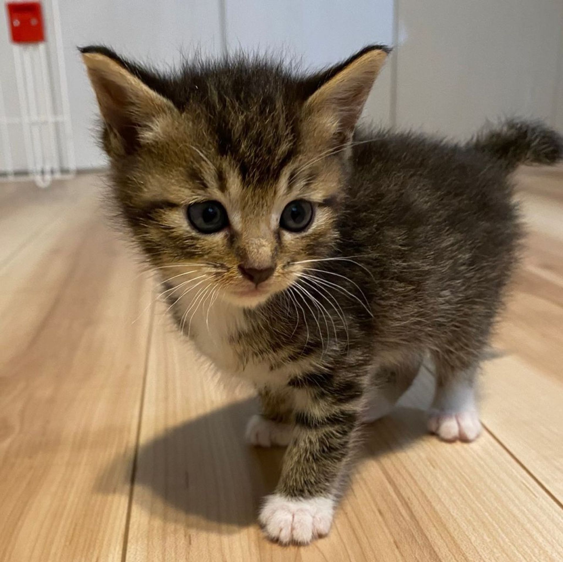 雑種（ミックス猫）・メスの里親募集の写真