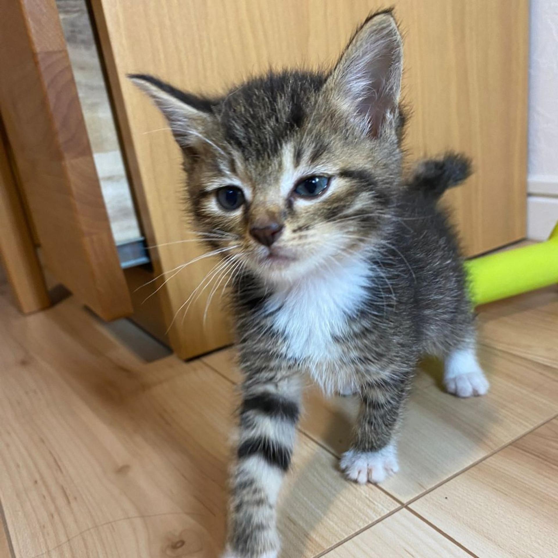 pet-image-4