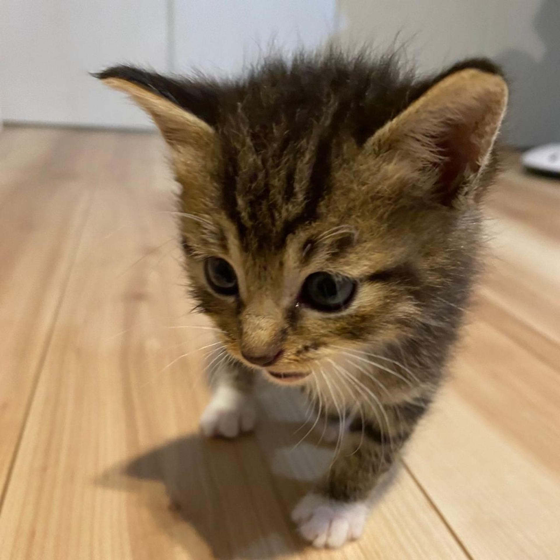 pet-image-6