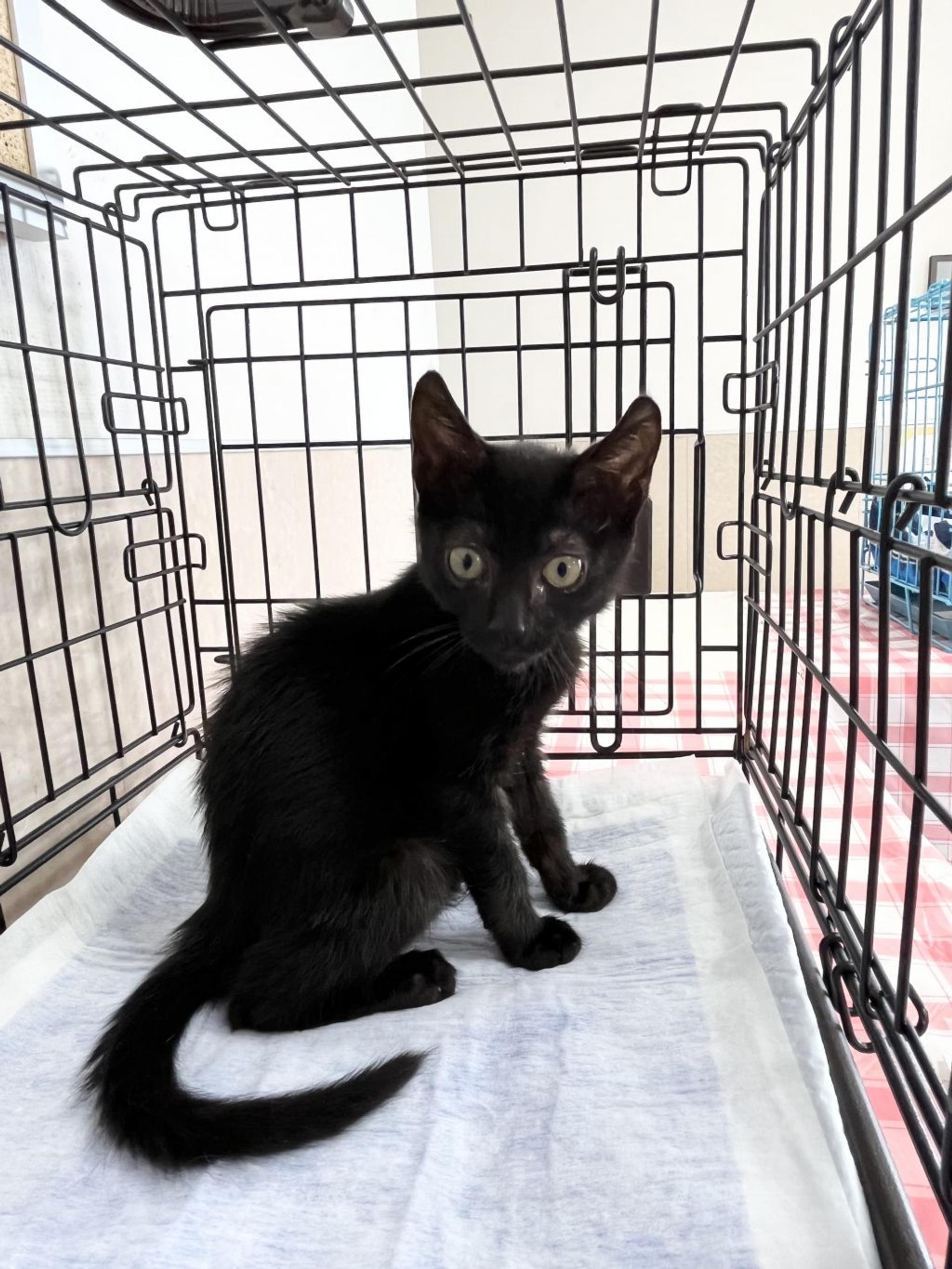 pet-image-2
