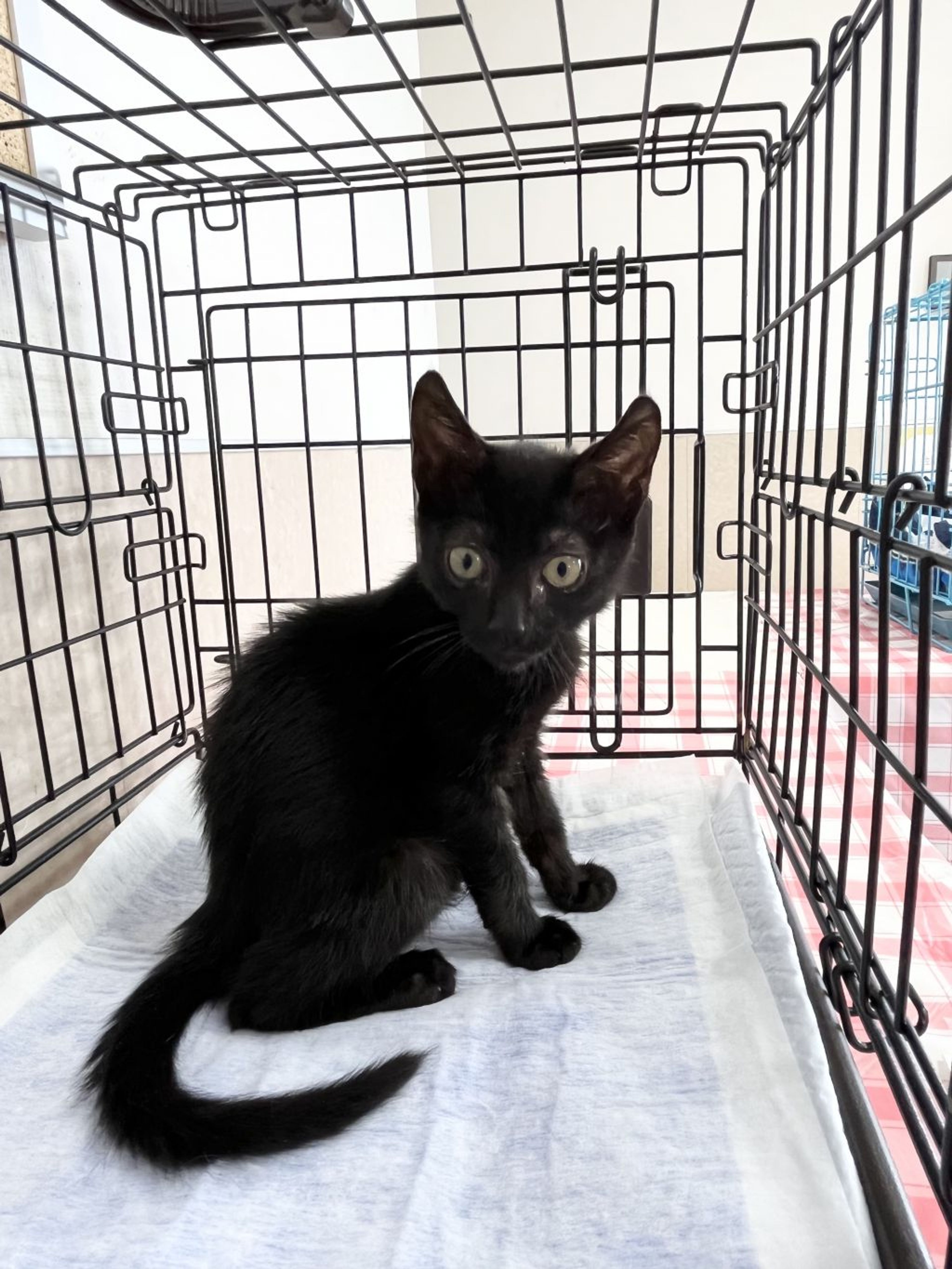pet-image-2