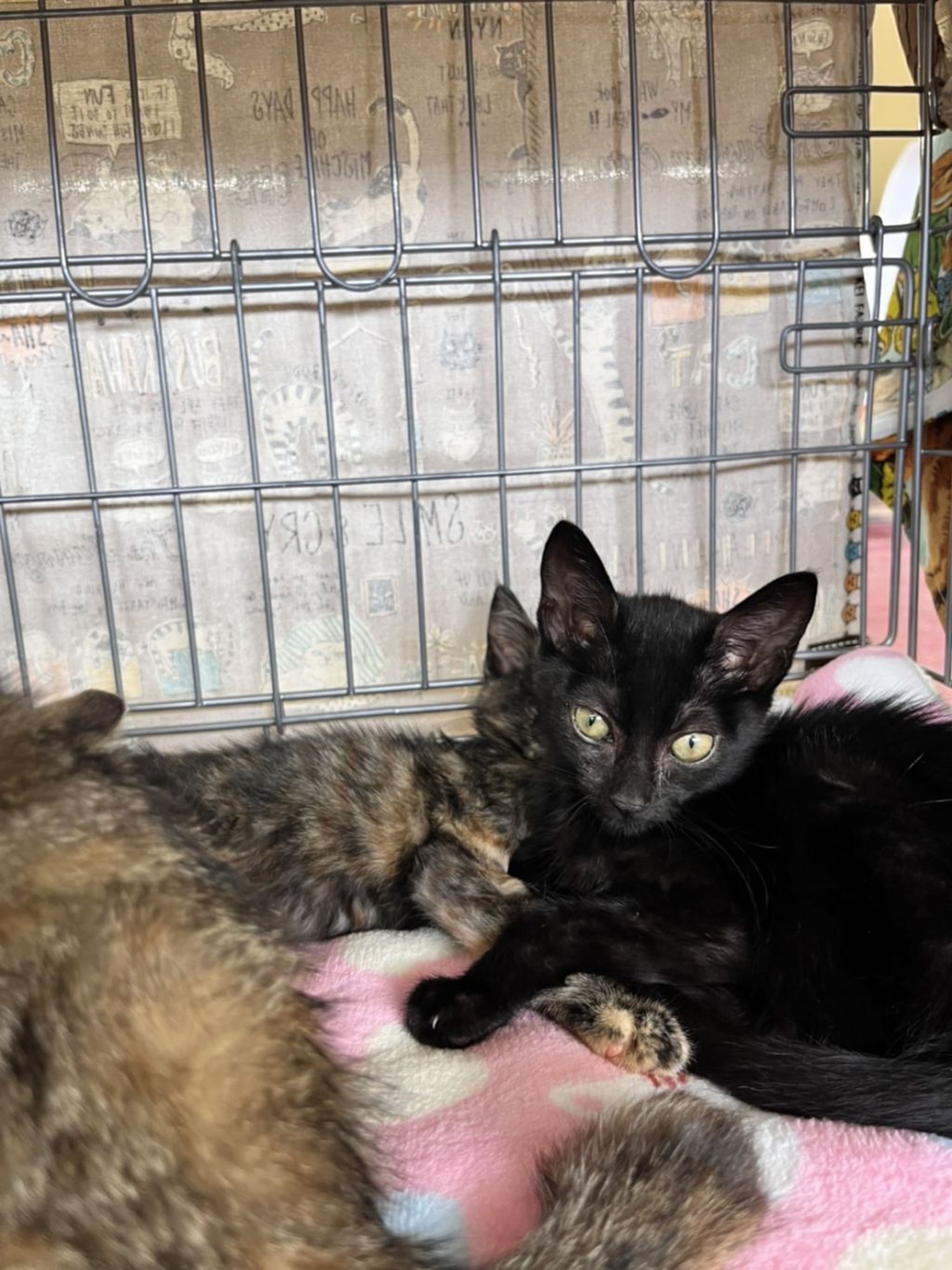 pet-image-4