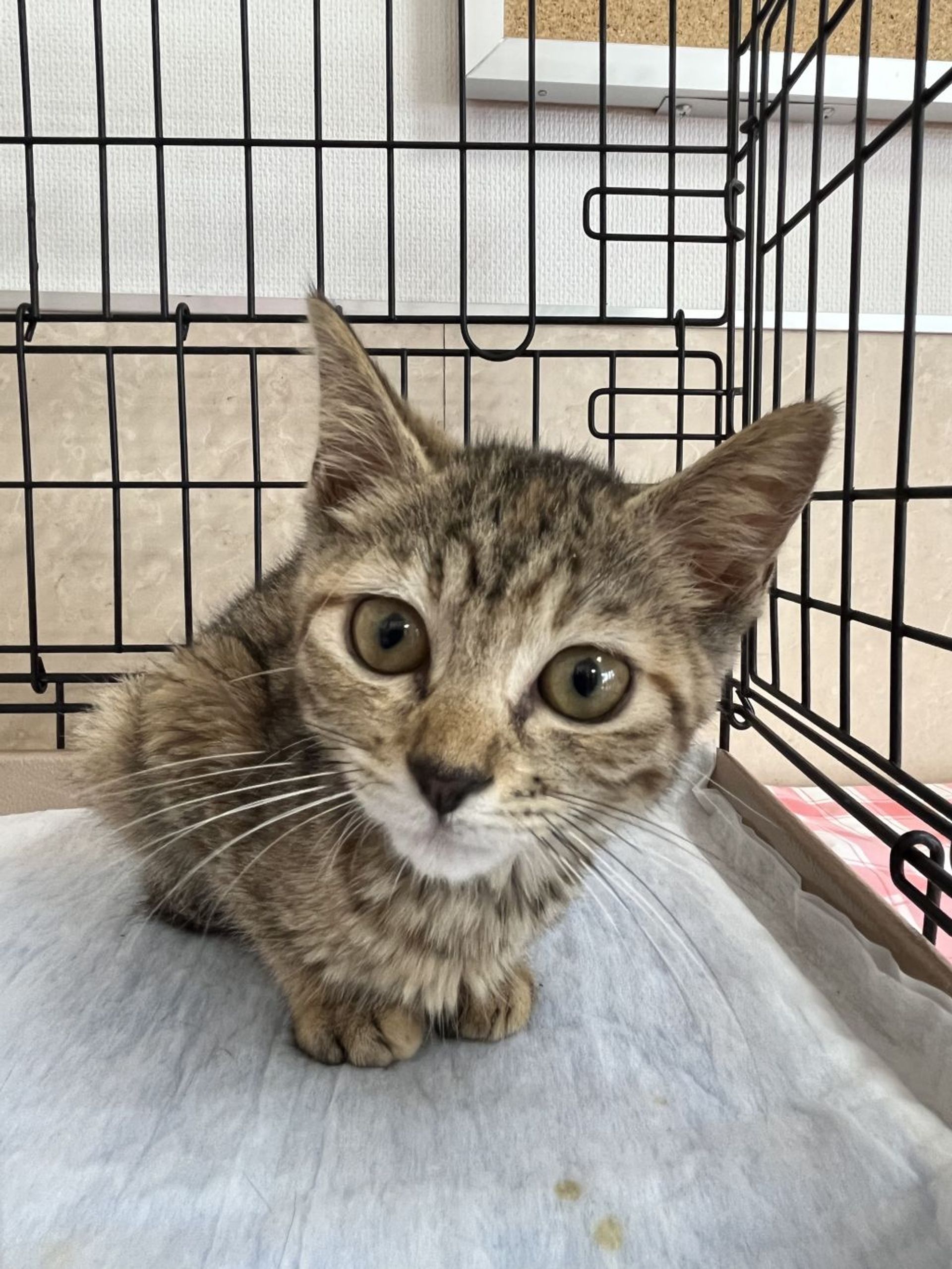 雑種（ミックス猫）・メスの里親募集の写真