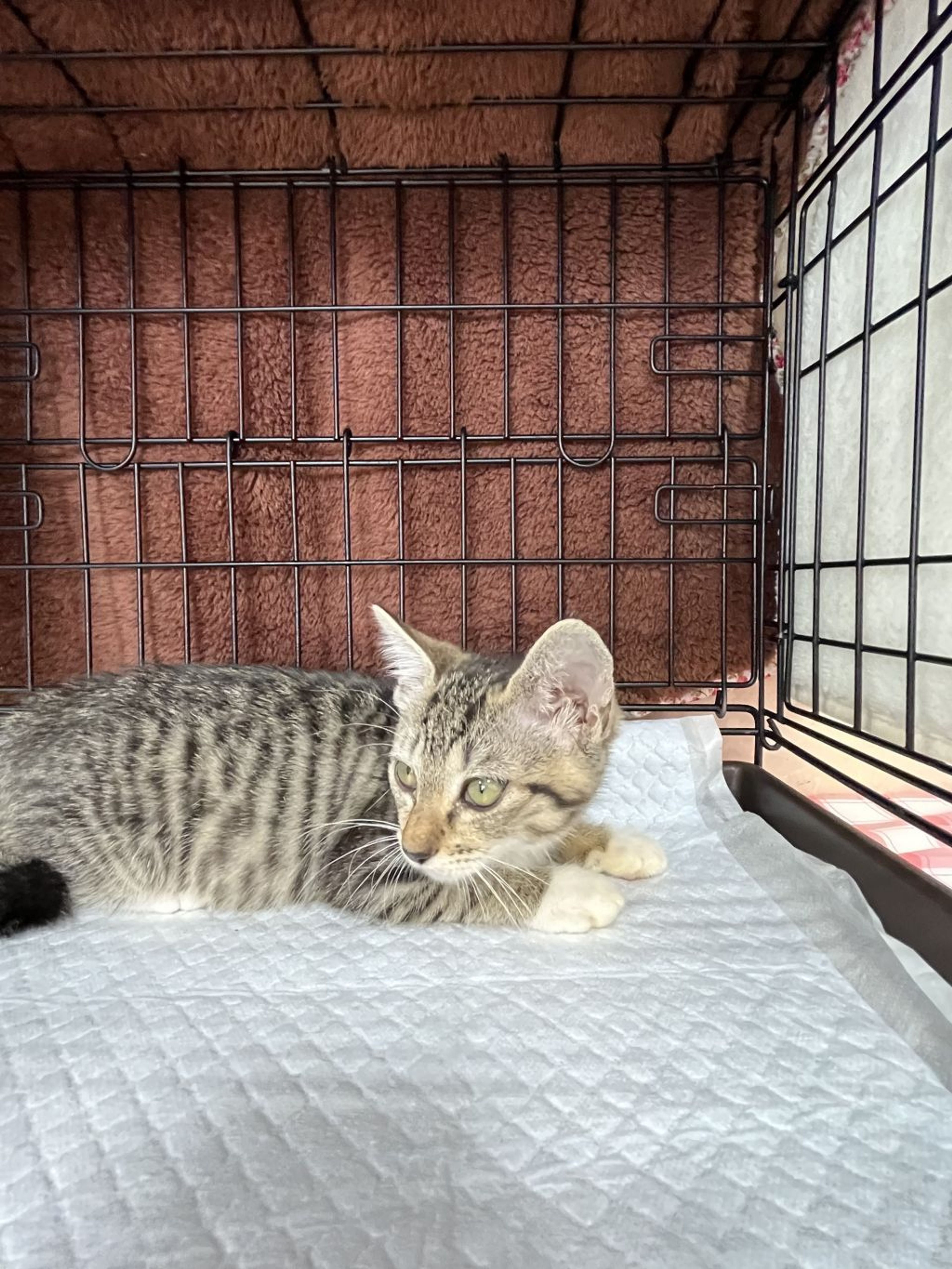 pet-image-2