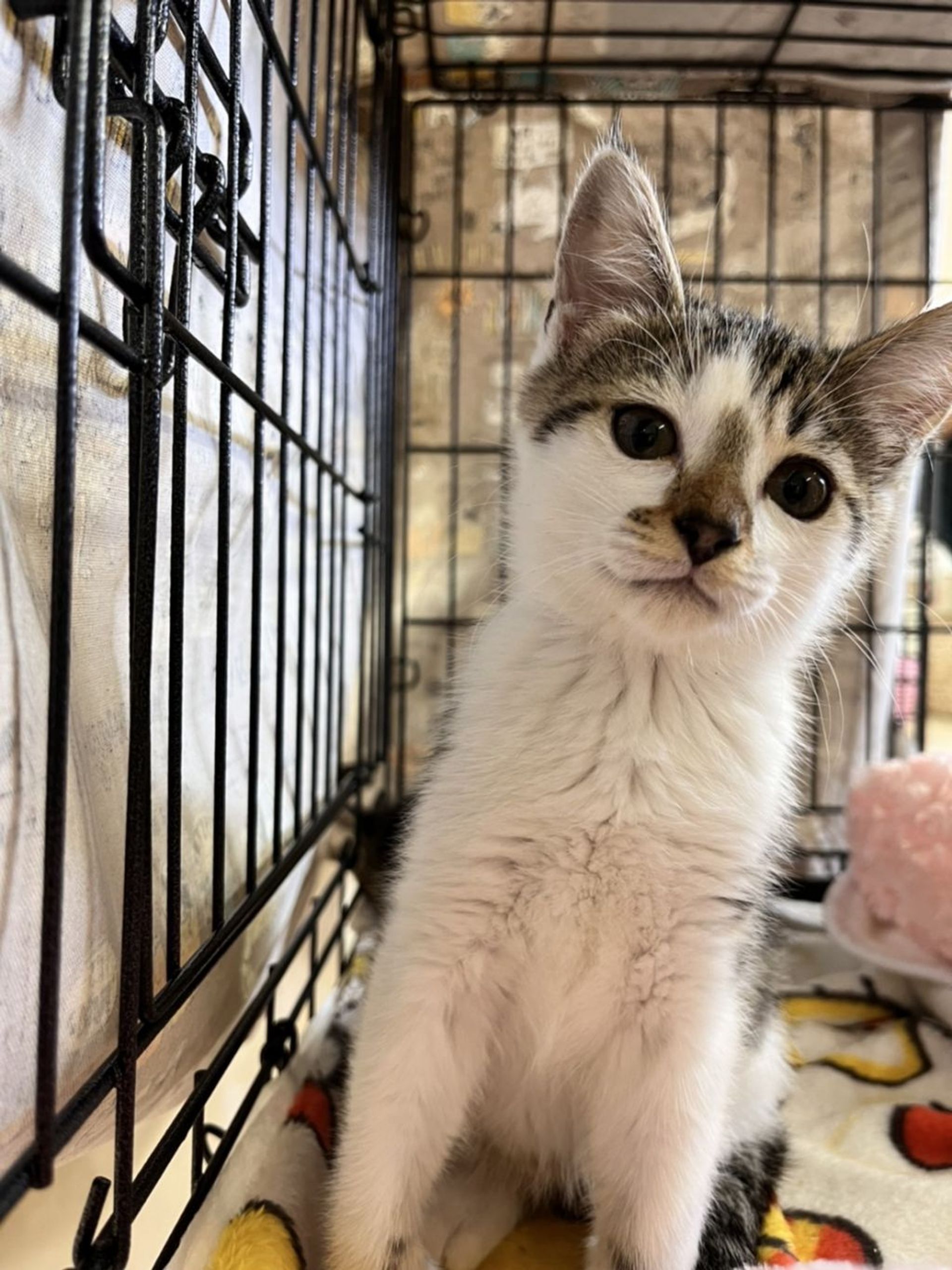 雑種（ミックス猫）・オスの里親募集の写真