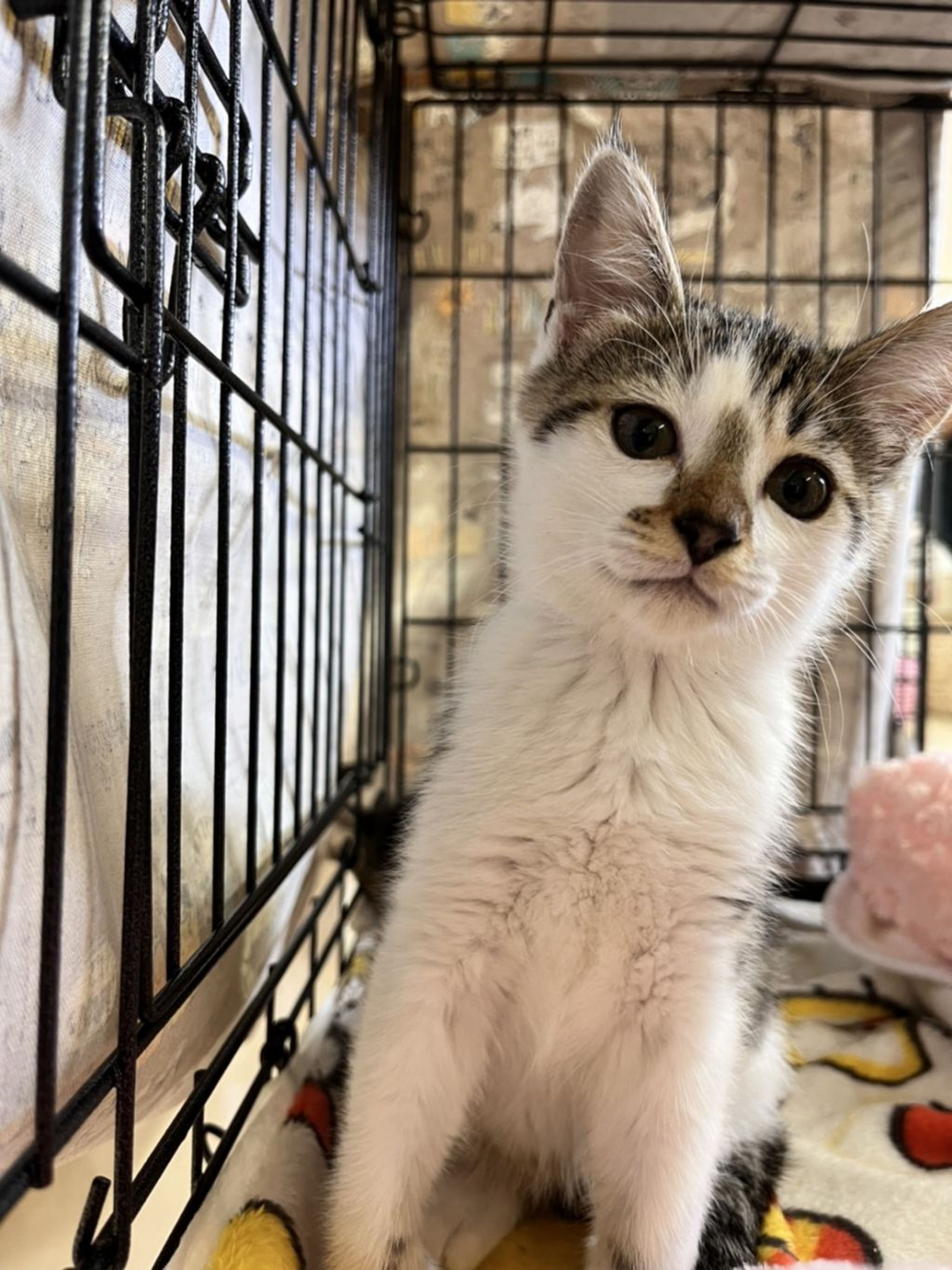雑種（ミックス猫）・オスの里親募集の写真