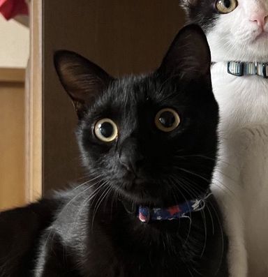 ジジの写真