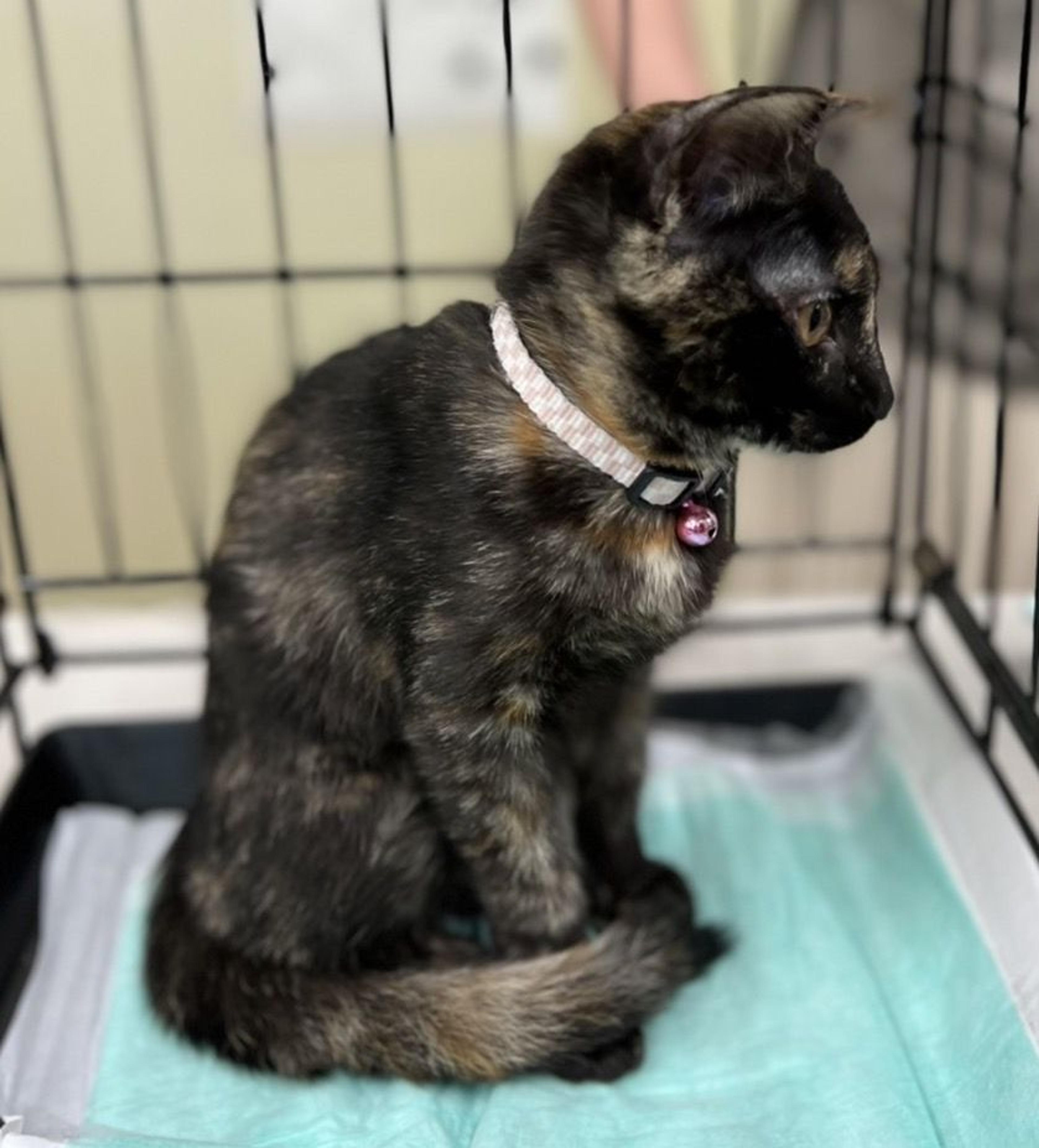 pet-image-5